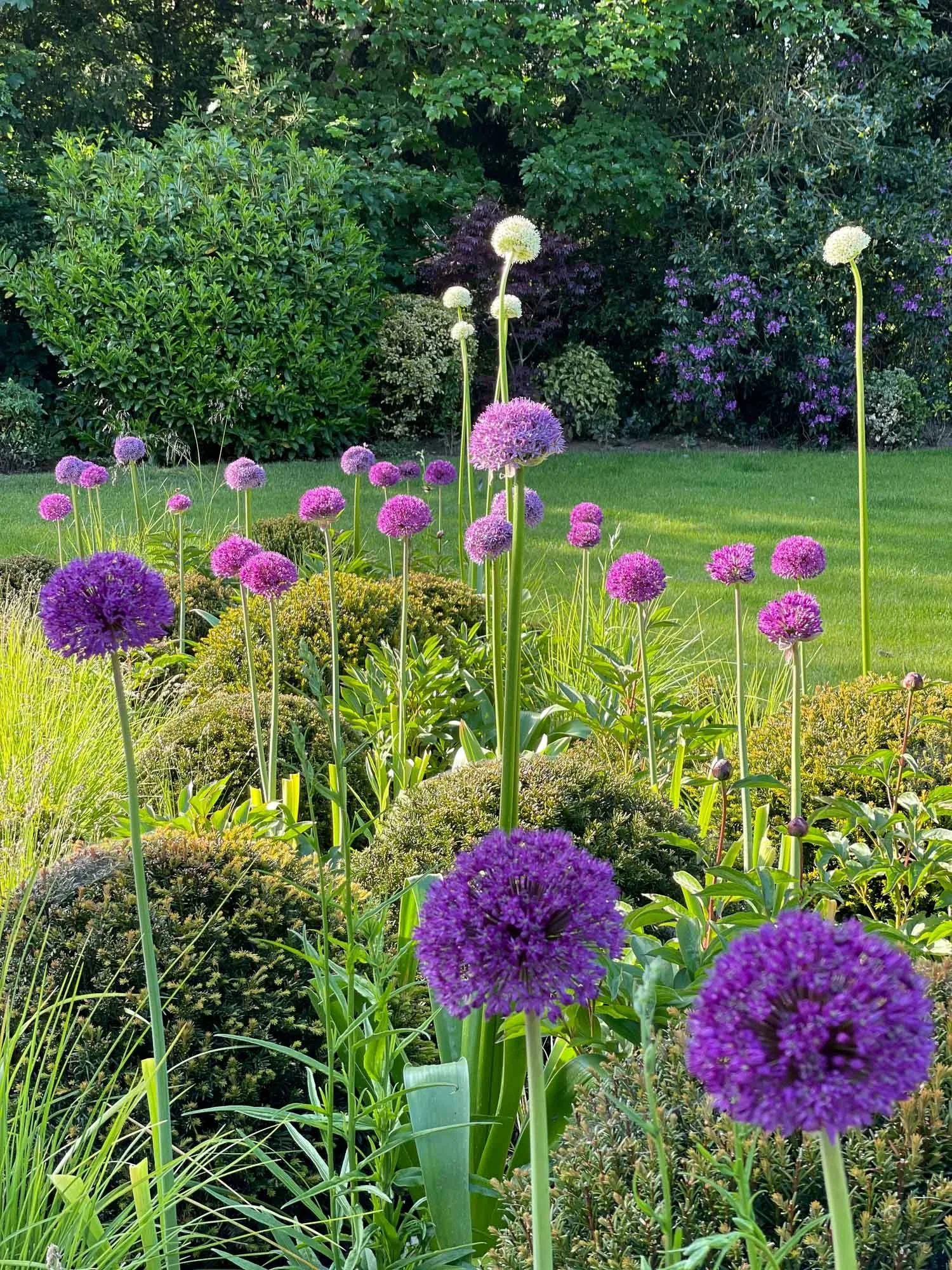 Purple flowering plants with round blossom heads in a garden bed, with a lush green lawn and bushes in the background.