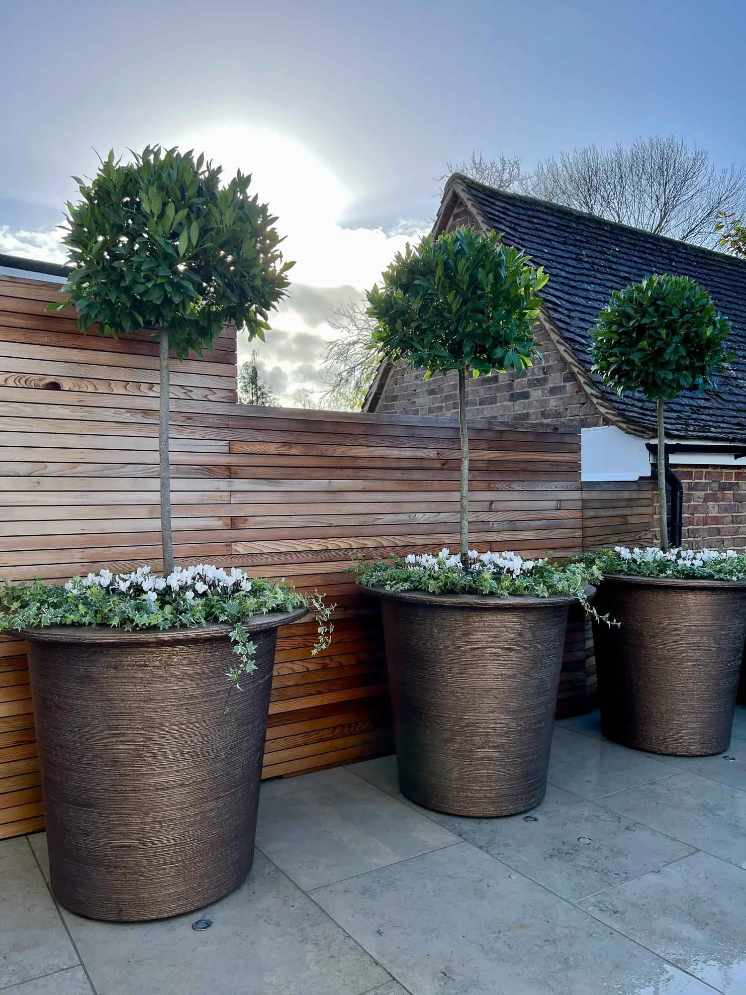 Three large potted trees with green foliage in a row on a patio, with a wooden fence and a house with a sloped roof in the background.
