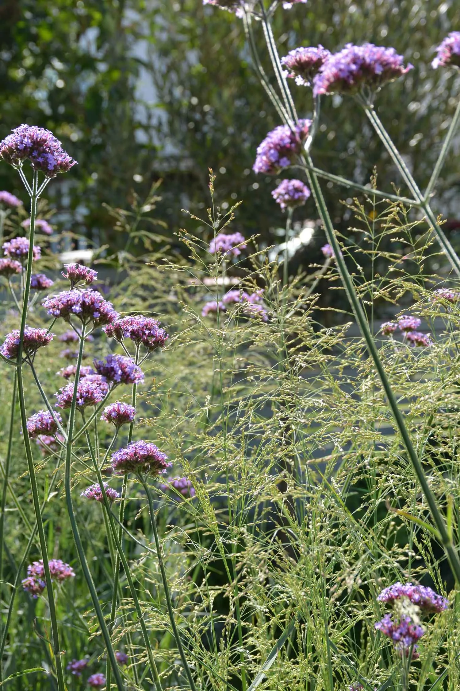 Purple wildflowers and tall grass in a sunny outdoor setting.