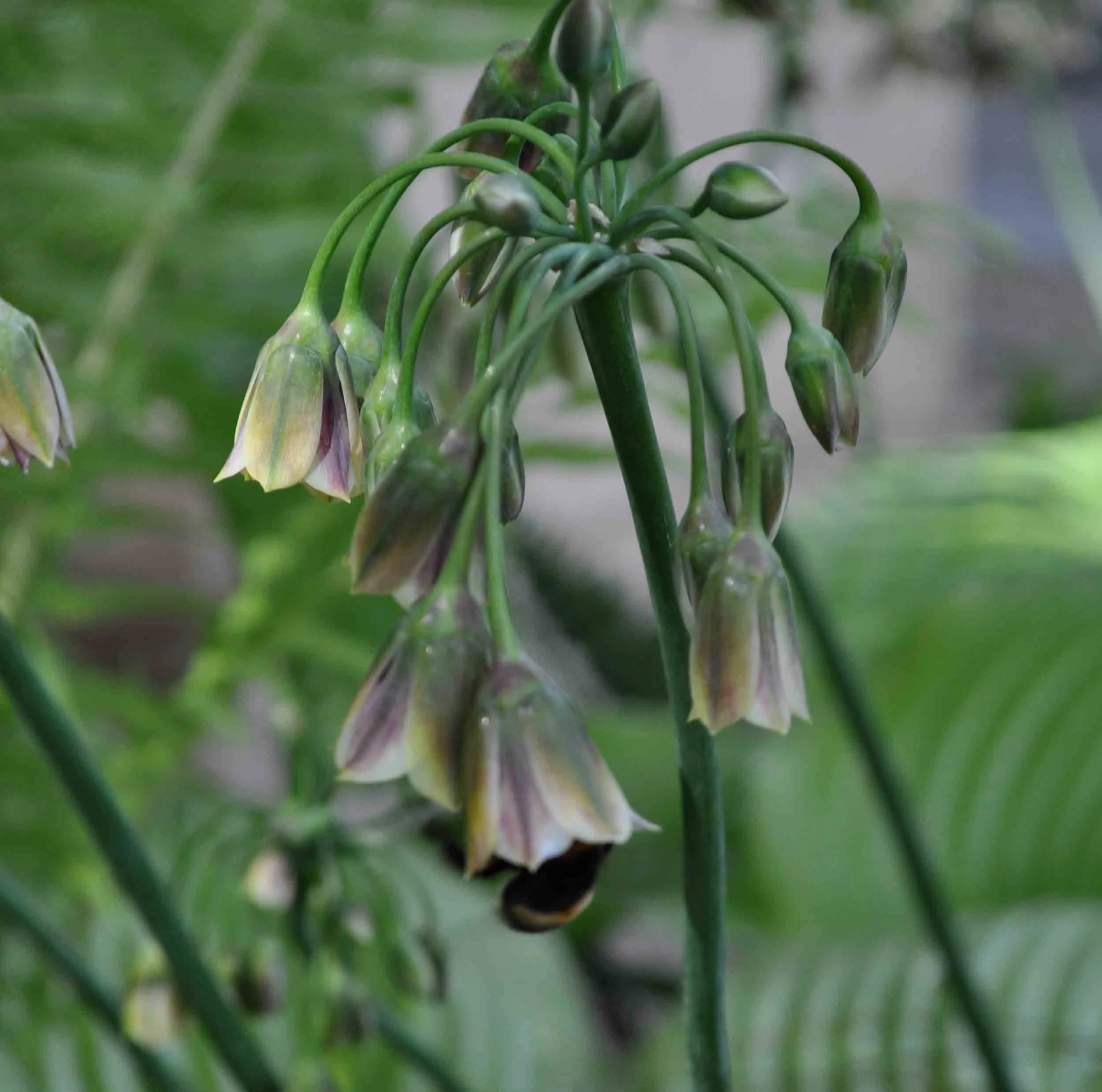 Close-up of a cluster of small, bell-shaped flowers and buds on a green plant, with blurred green foliage in the background.