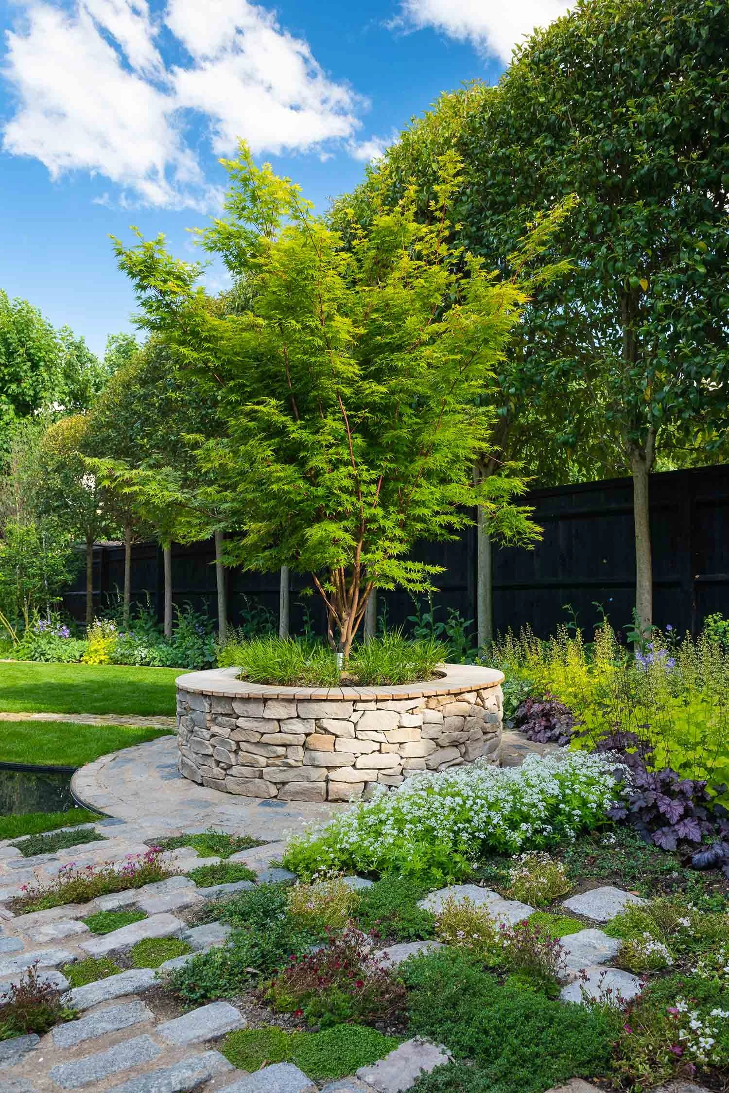 Japanese maple tree in a circular stone planter with purple foliage plants and white flowers on a cobbled patio