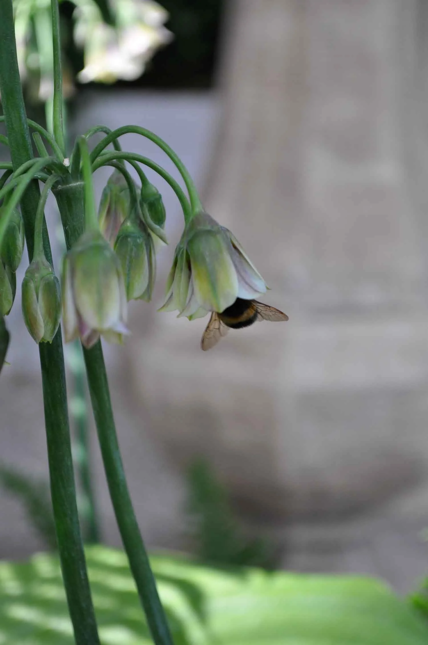 A bee is flying towards a cluster of white and green flowers with closed buds, hanging downward on green stems.