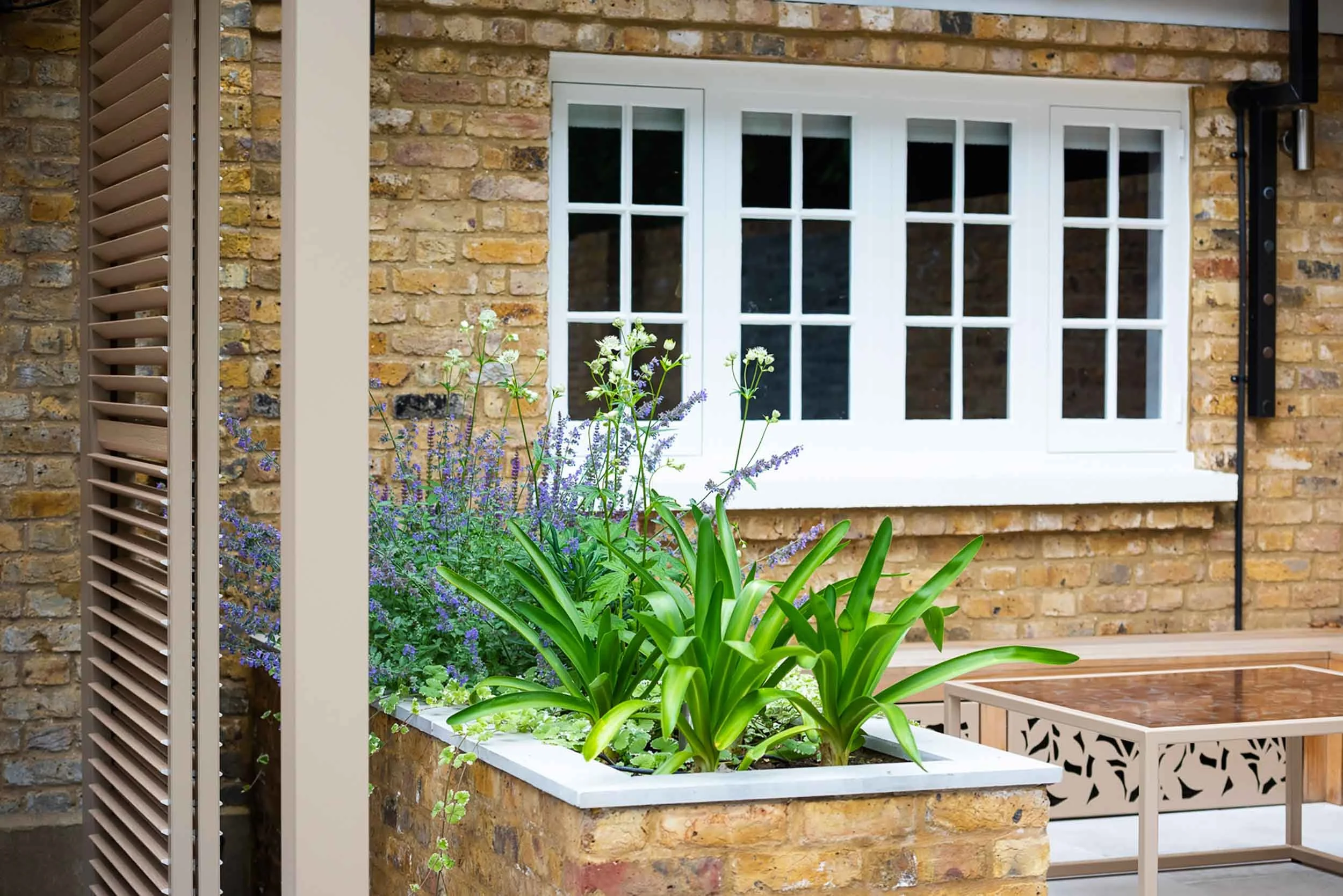 Brick raised planter containing green Agapanthus and purple Nepeta in front of a white sash window and timber structure