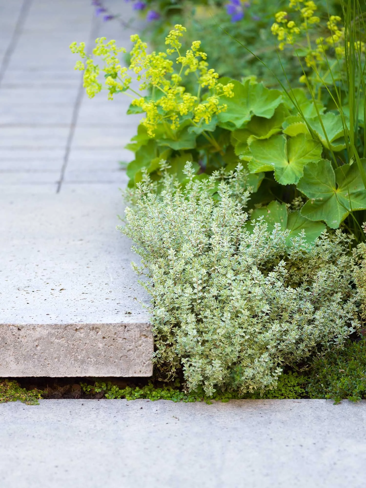Close-up of variegated and light green low-growing foliage next to the edge of a light-coloured stone patio paver