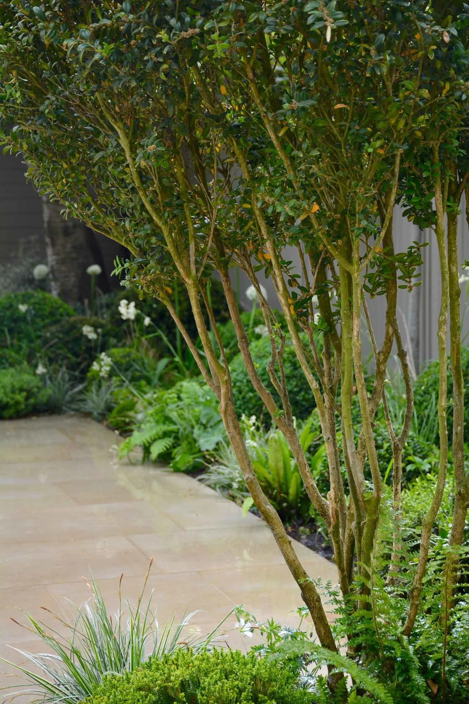 A garden with a paved walkway and lush green plants, including a bushy plant with five slender trunks in the foreground.