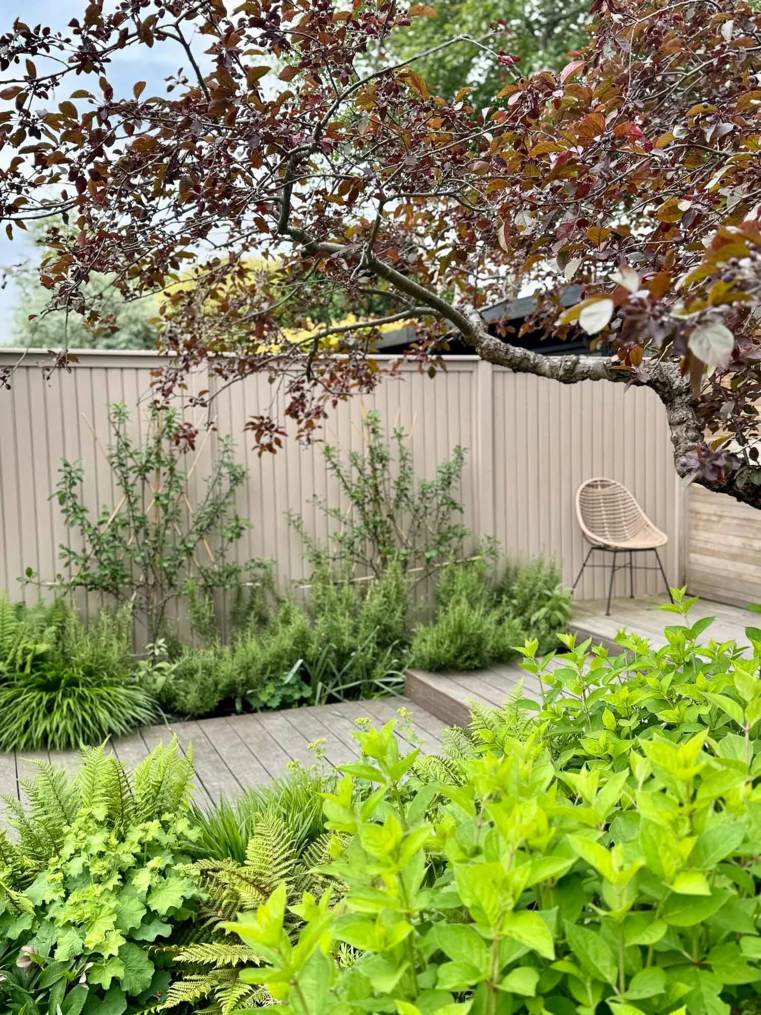 A small backyard garden with lush green plants and a wooden deck. A beige metal chair is placed near the corner by a beige fence. A tree with dark red leaves extends over the garden. There are steps leading to the deck, surrounded by various green pl