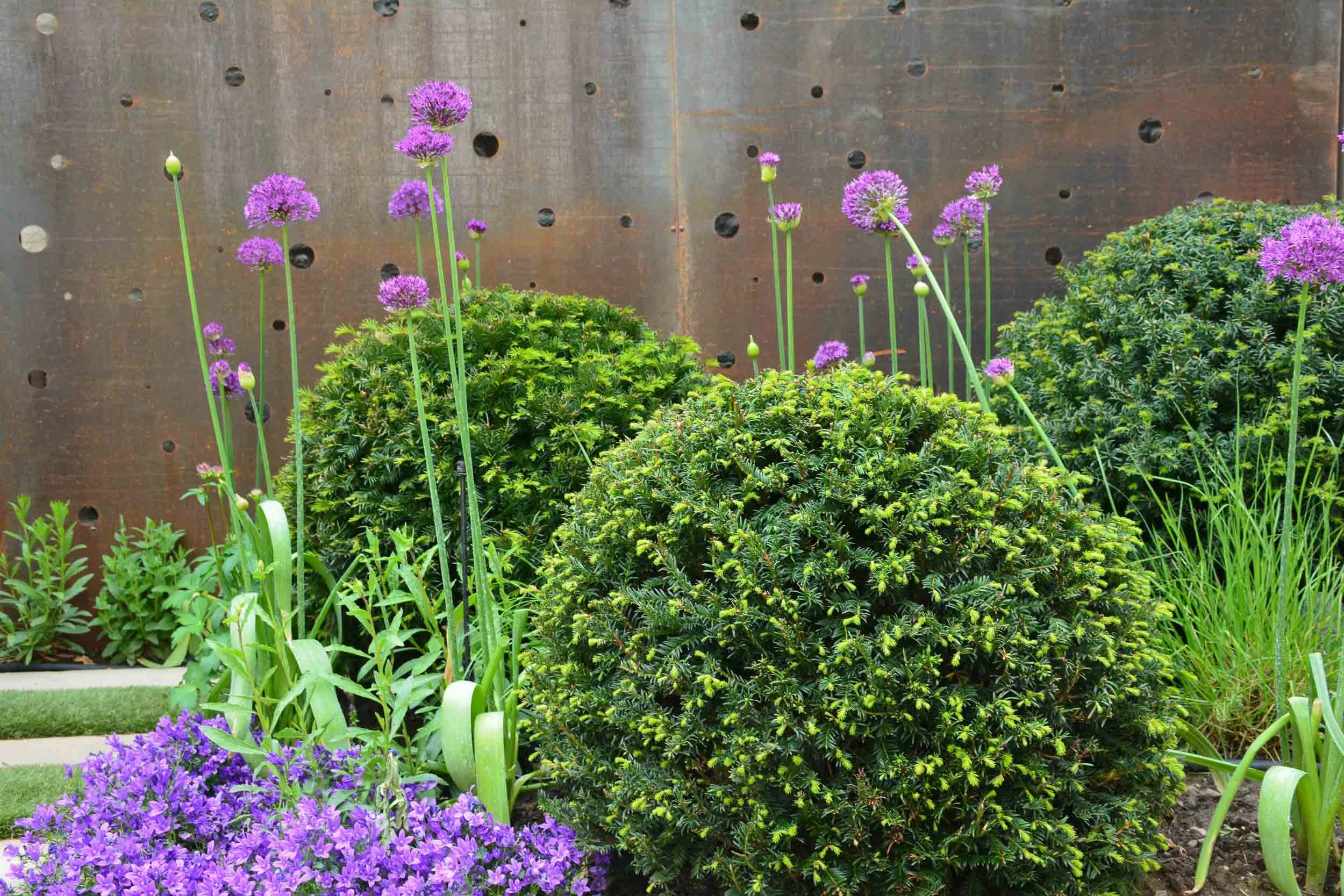 Bright purple flowers with tall green stems and dense green bushes in front of a rusty metal wall.