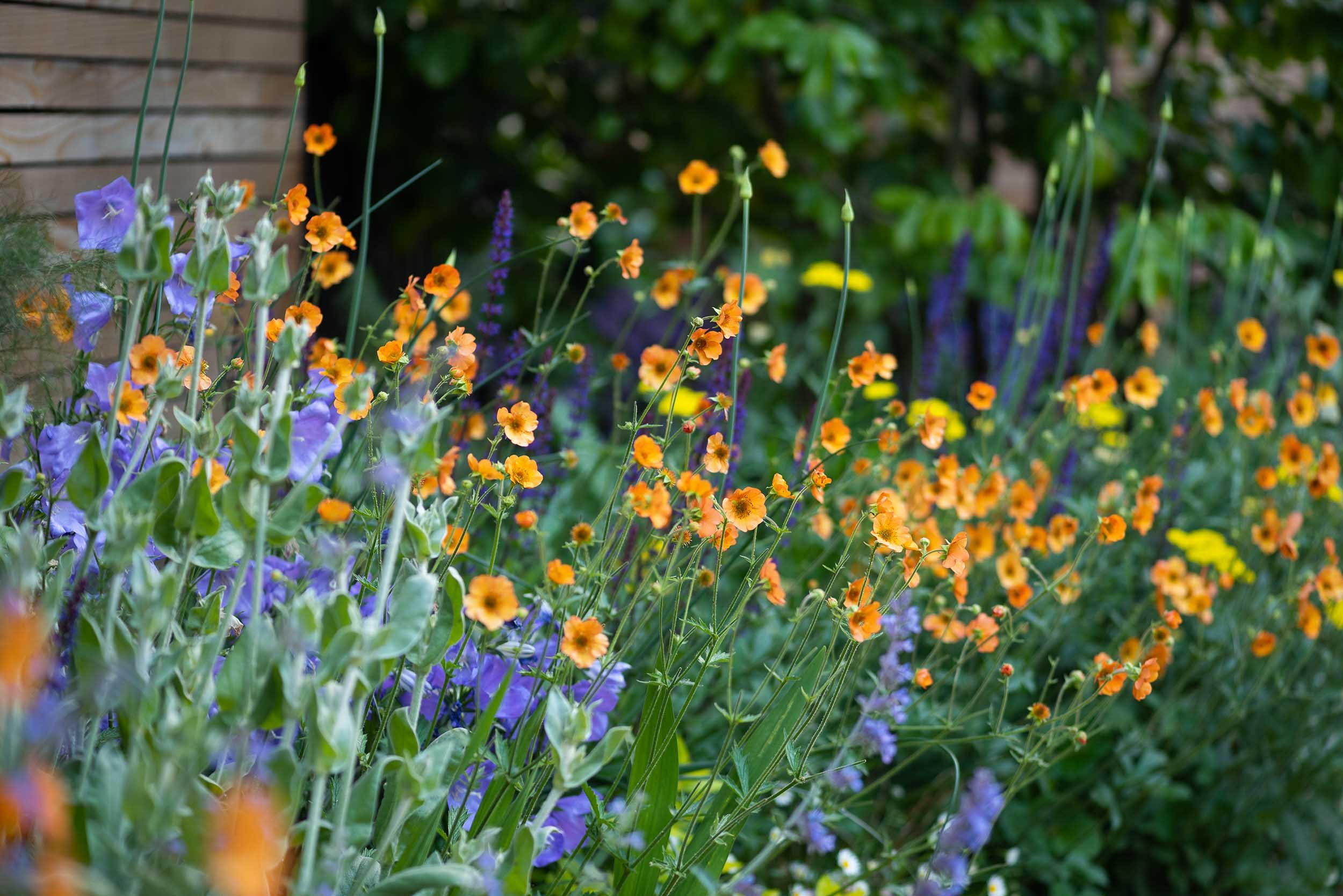 Close-up of vibrant orange geums and purple bellflowers blooming in a summer garden border with lush green foliage