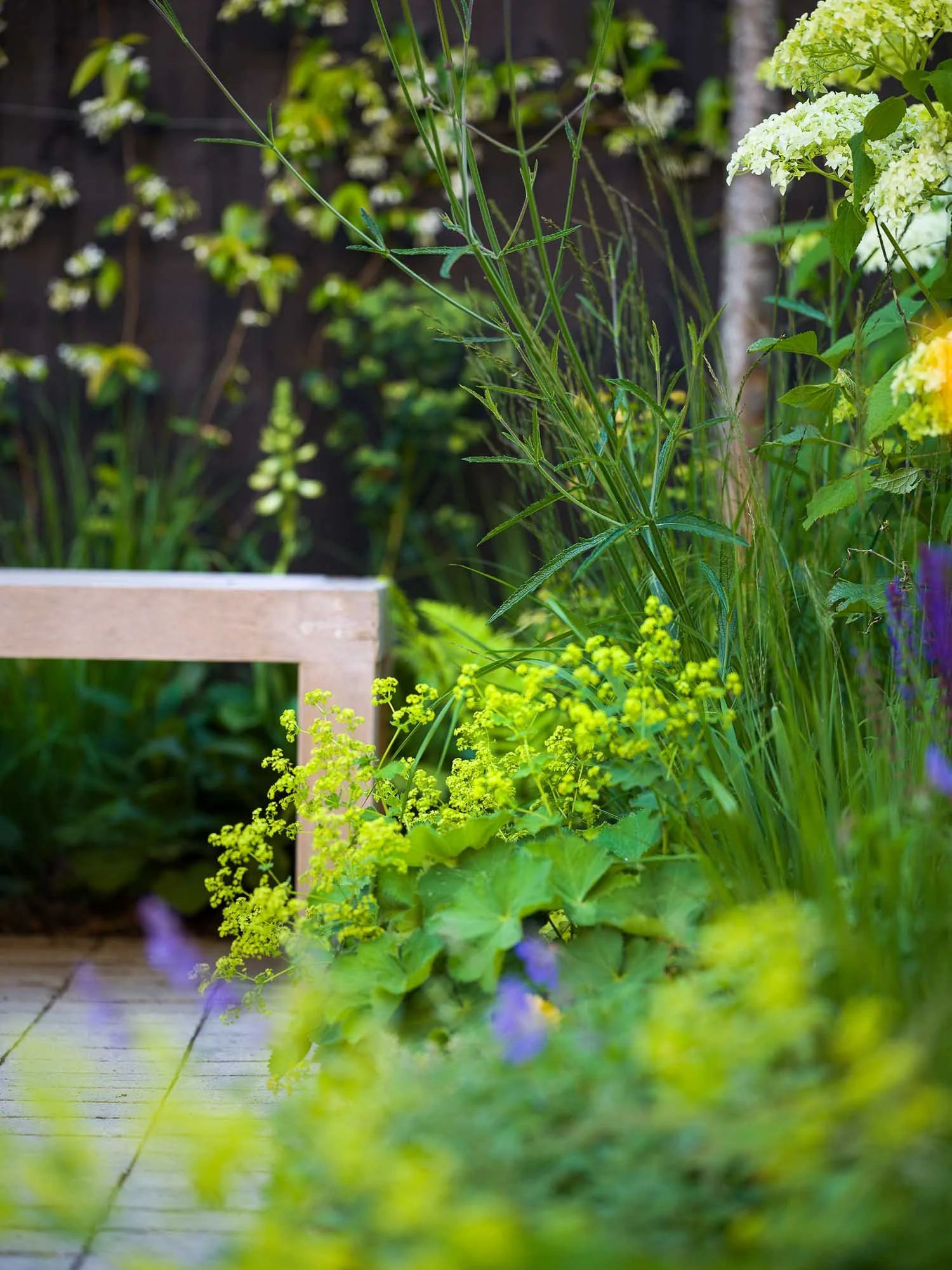 Close-up of a variety of dense green and chartreuse foliage plants in a garden bed, with part of a wooden bench visible