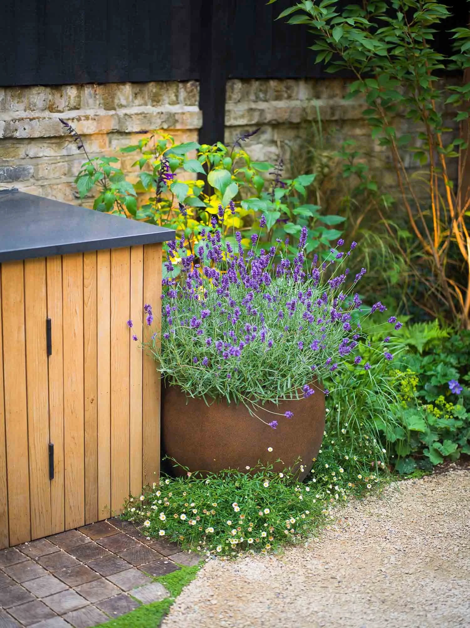 Potted lavender and small white flowers sitting beside a slatted wooden outdoor storage unit