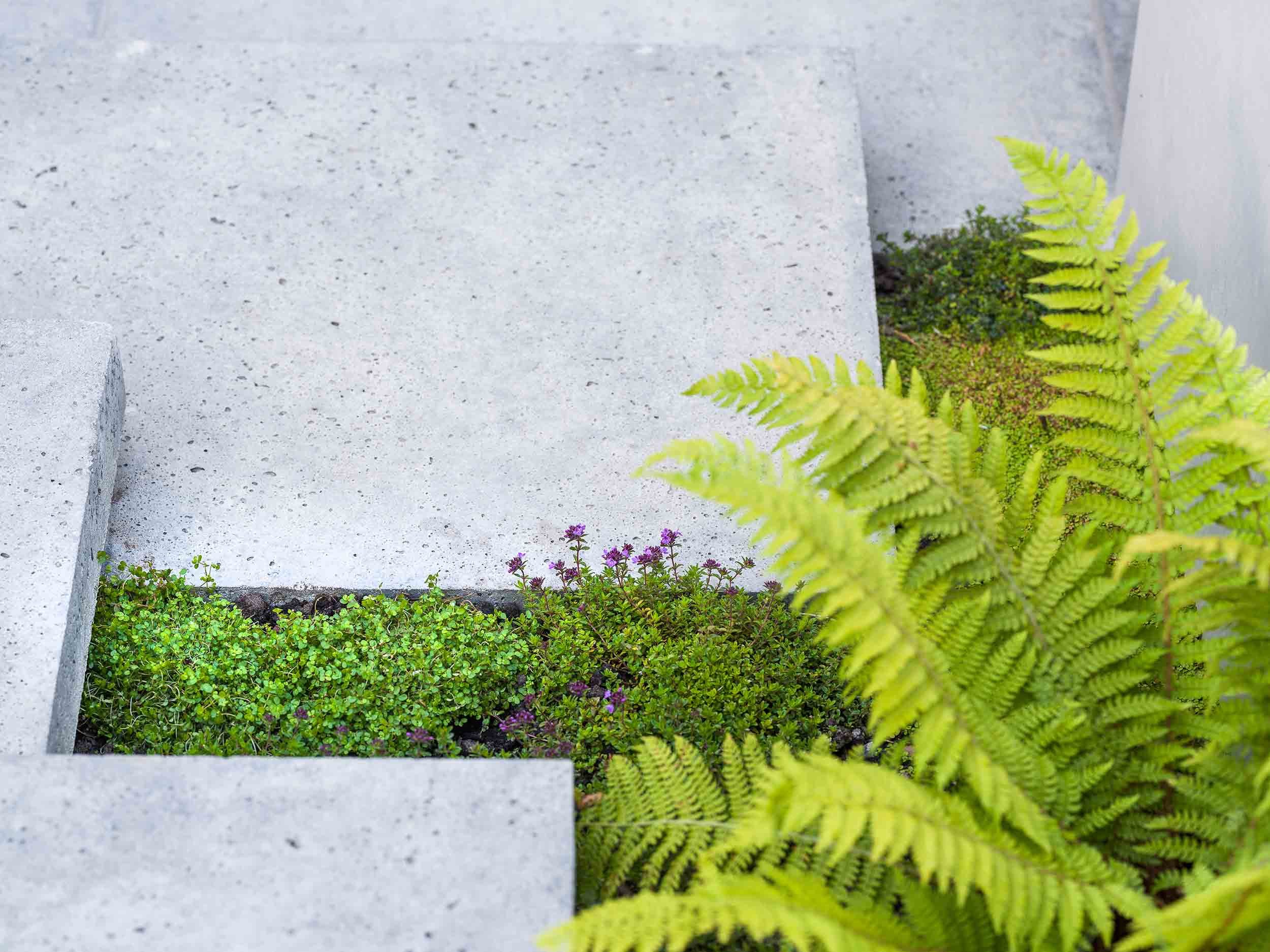 Close-up of the stone steps and the lush planting of ferns and ground cover growing in between the steps