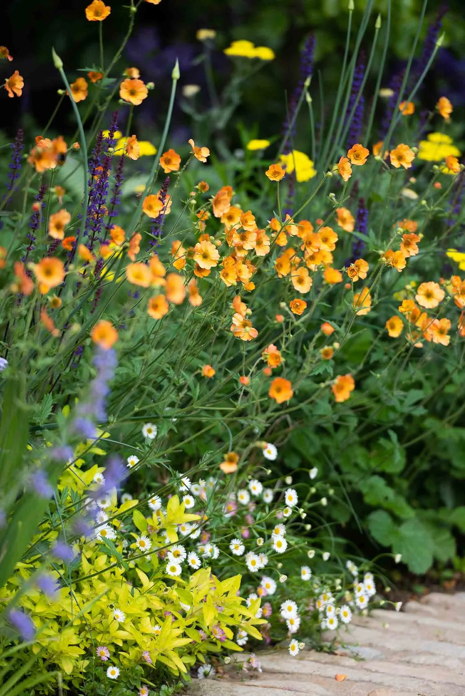 Close up of orange geum flowers and purple salvia blooming in a cottage garden border with small white daisies