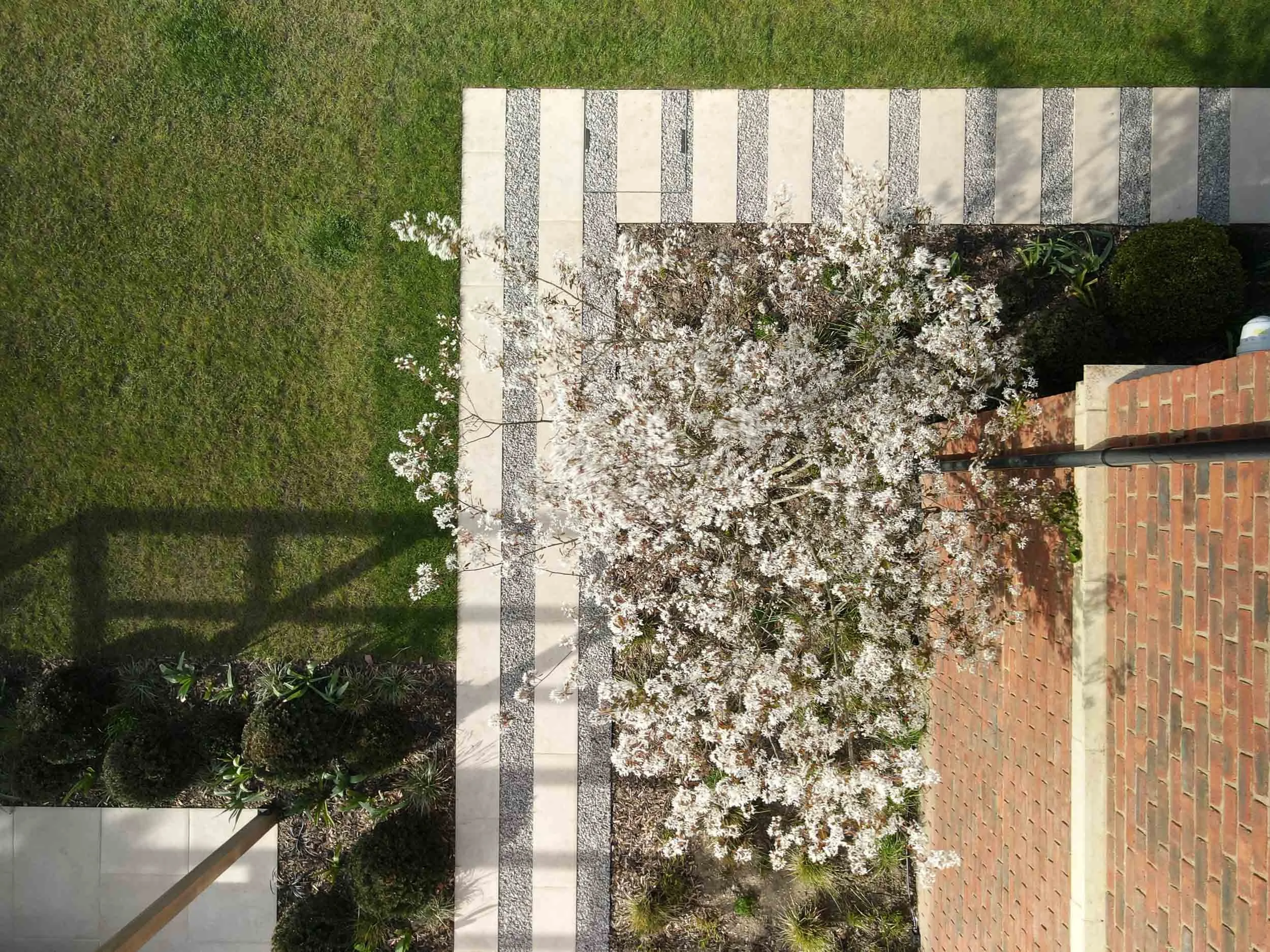 A flowering tree with white blossoms in a garden, next to a brick and stone wall, with a green lawn and neatly trimmed bushes nearby.