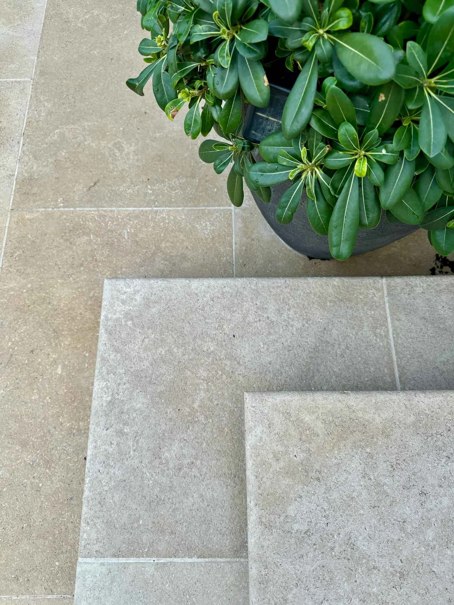 A large potted green leafy plant with thick, glossy leaves on a tiled outdoor surface next to some stone steps.
