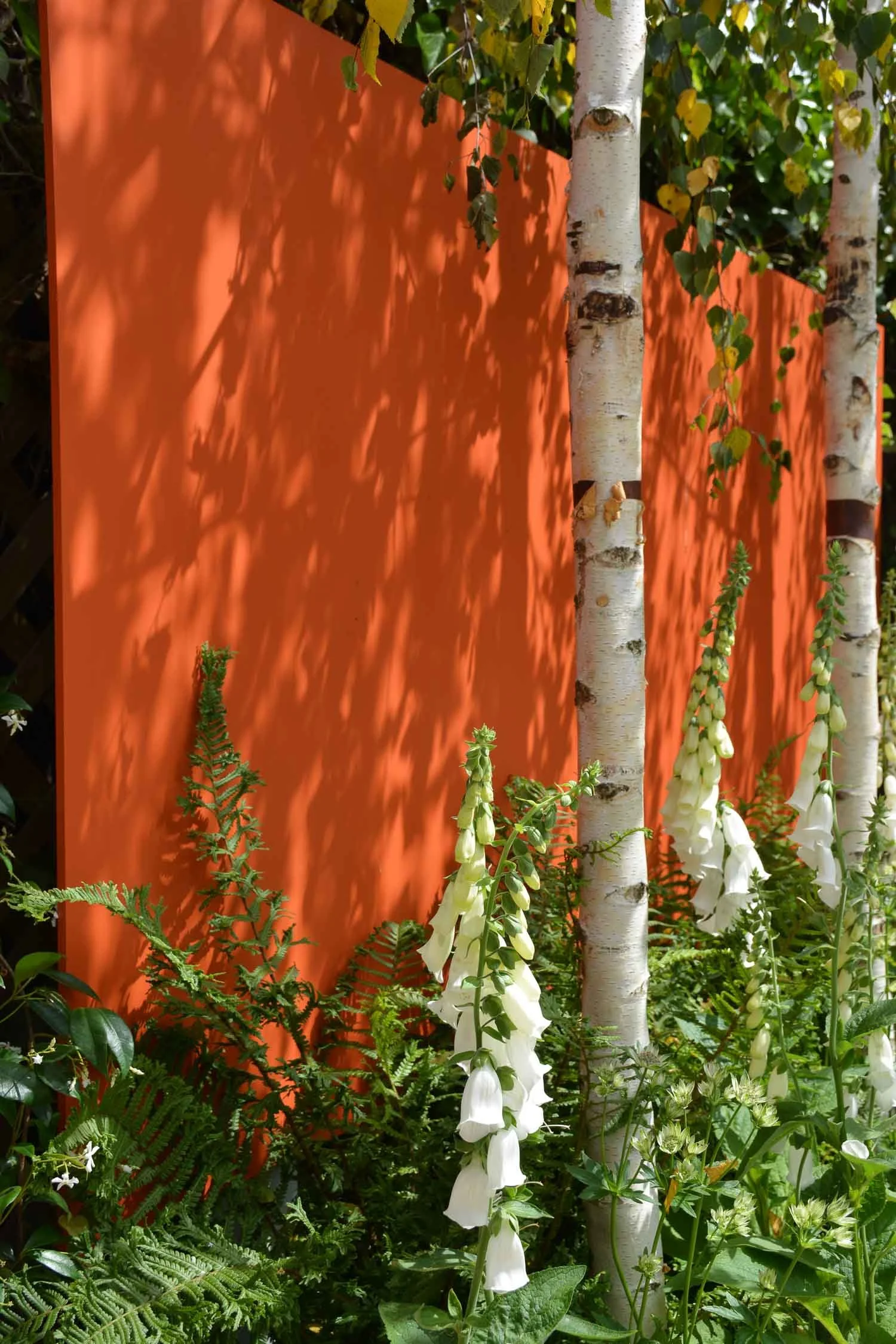 White foxglove flowers, birch trees, and green foliage in front of an orange planter with shadows cast on it.