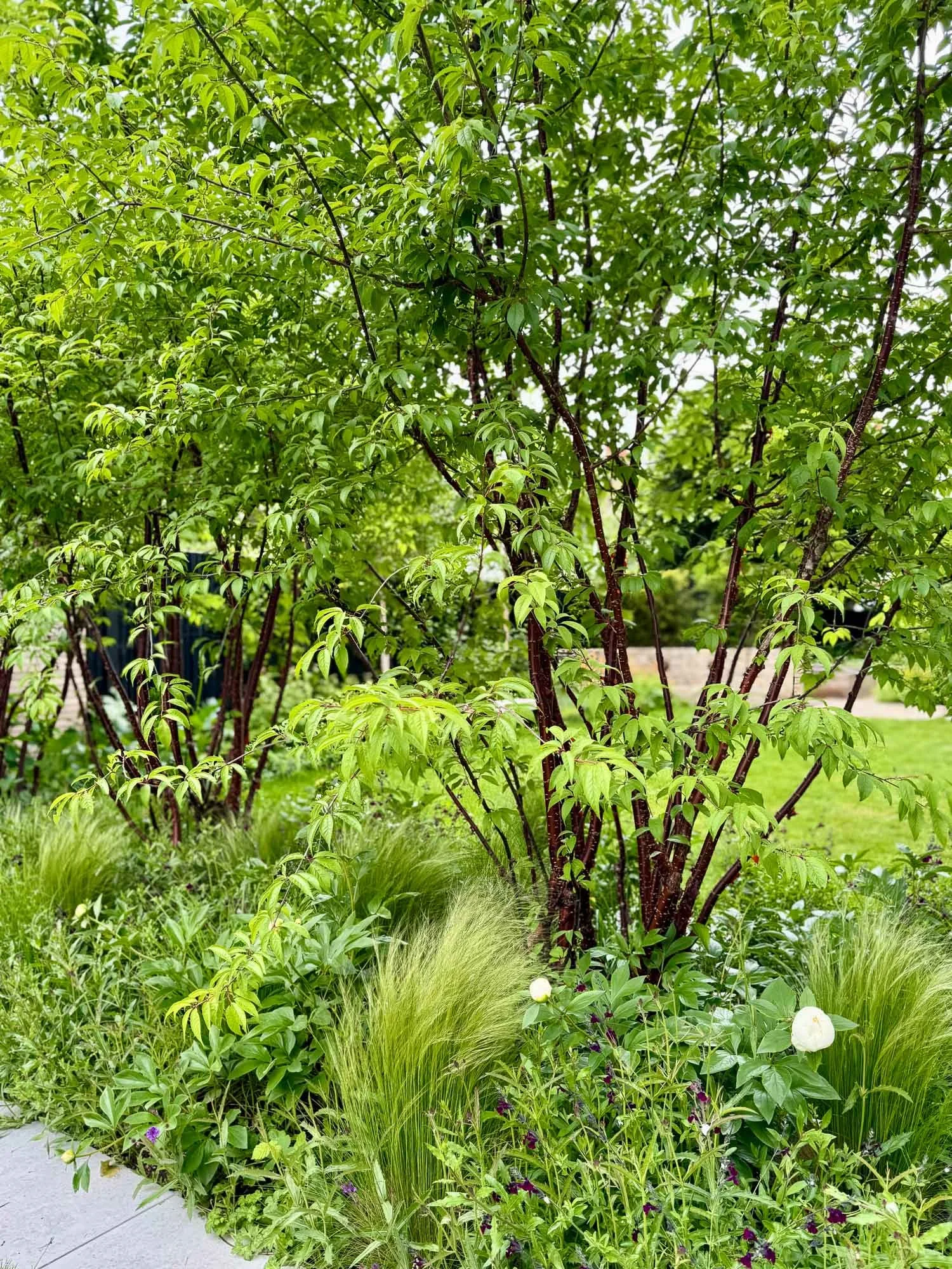 Green leafy tree with reddish-brown branches surrounded by various bushes and grasses with some white flowers.
