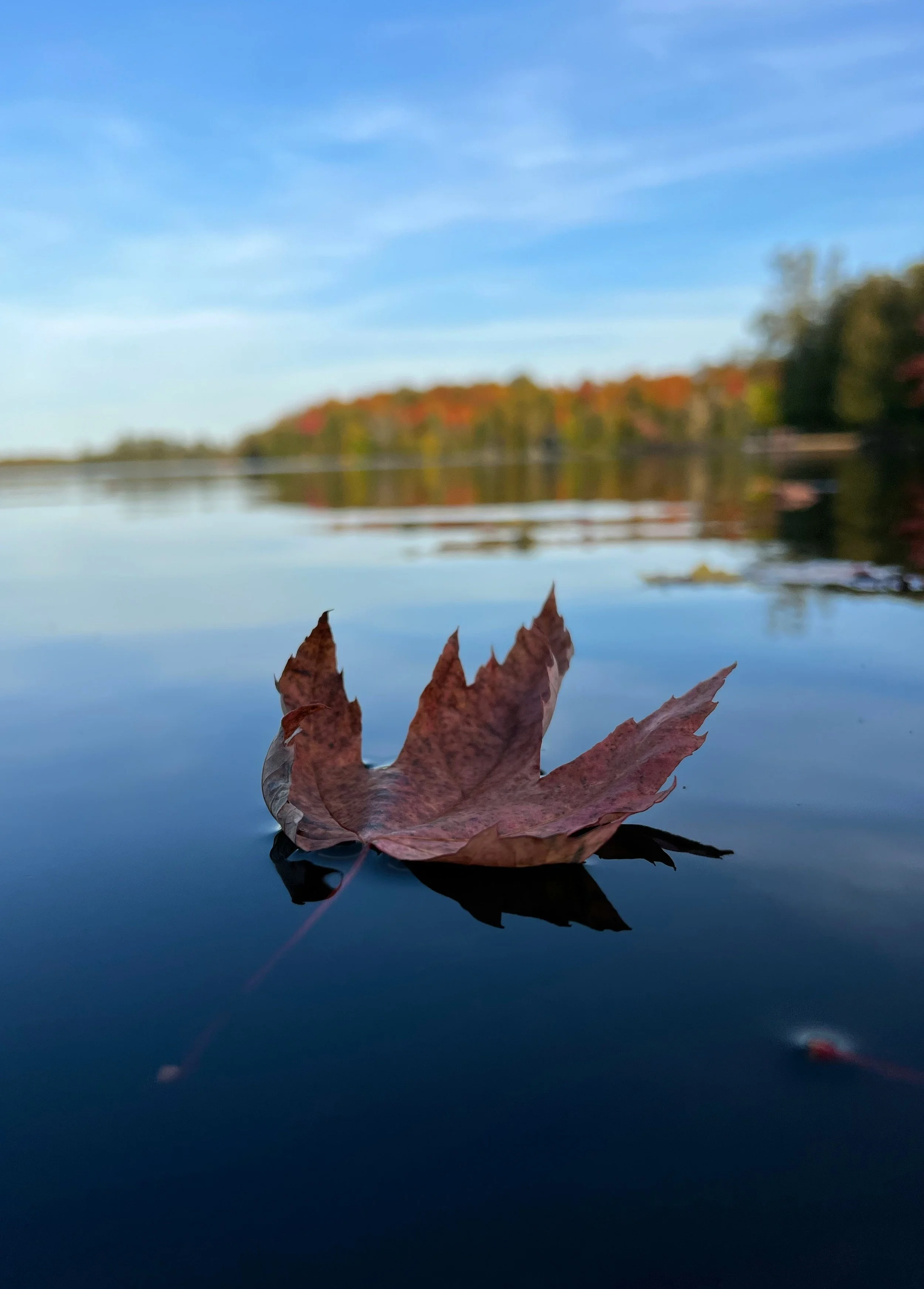 Feuille d'automne brune flottant sur un lac calme avec un paysage forestier coloré en arrière-plan, ciel bleu et eaux réfléchissant.
