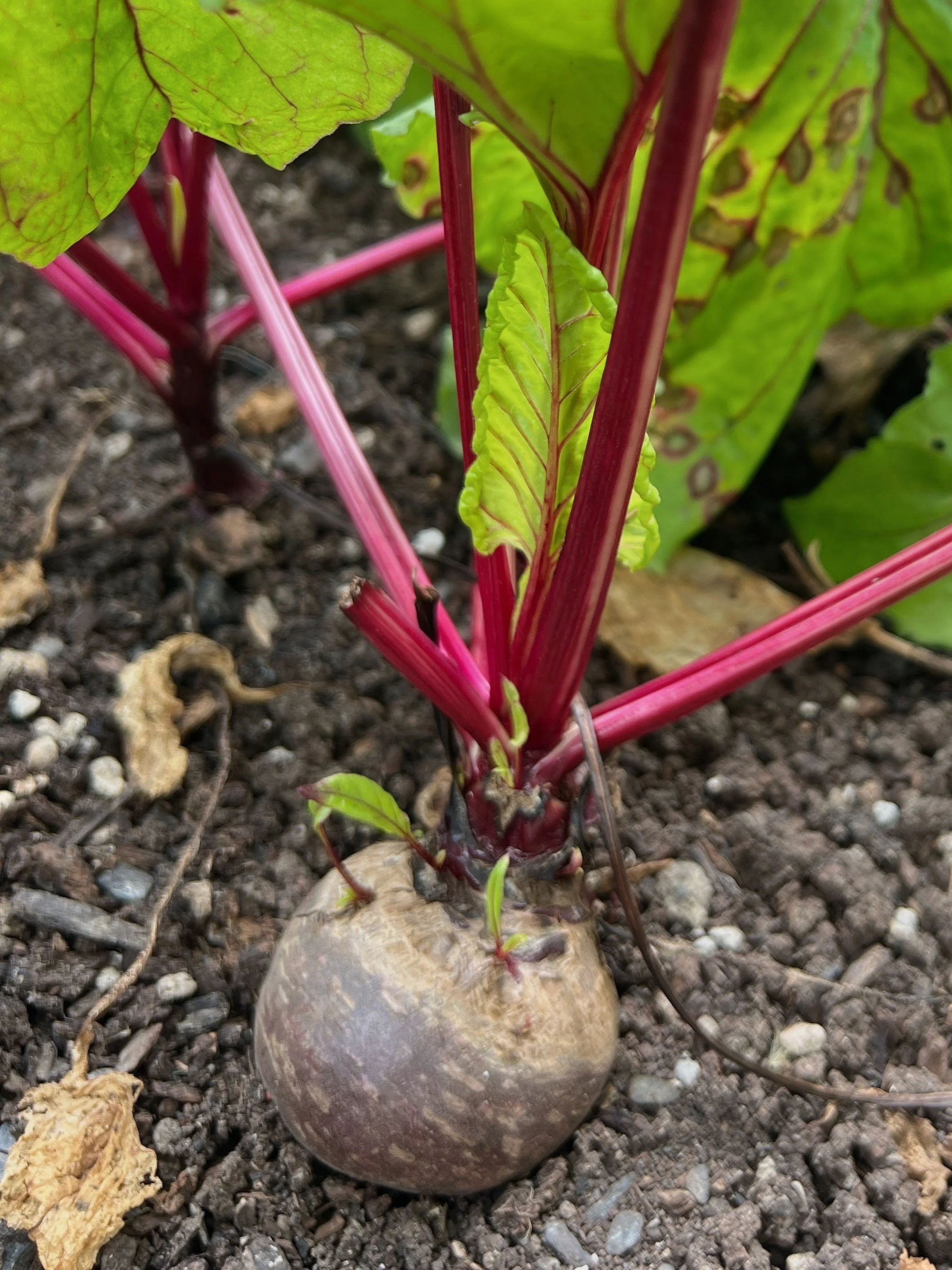 What Makes a Vegan Farm Different