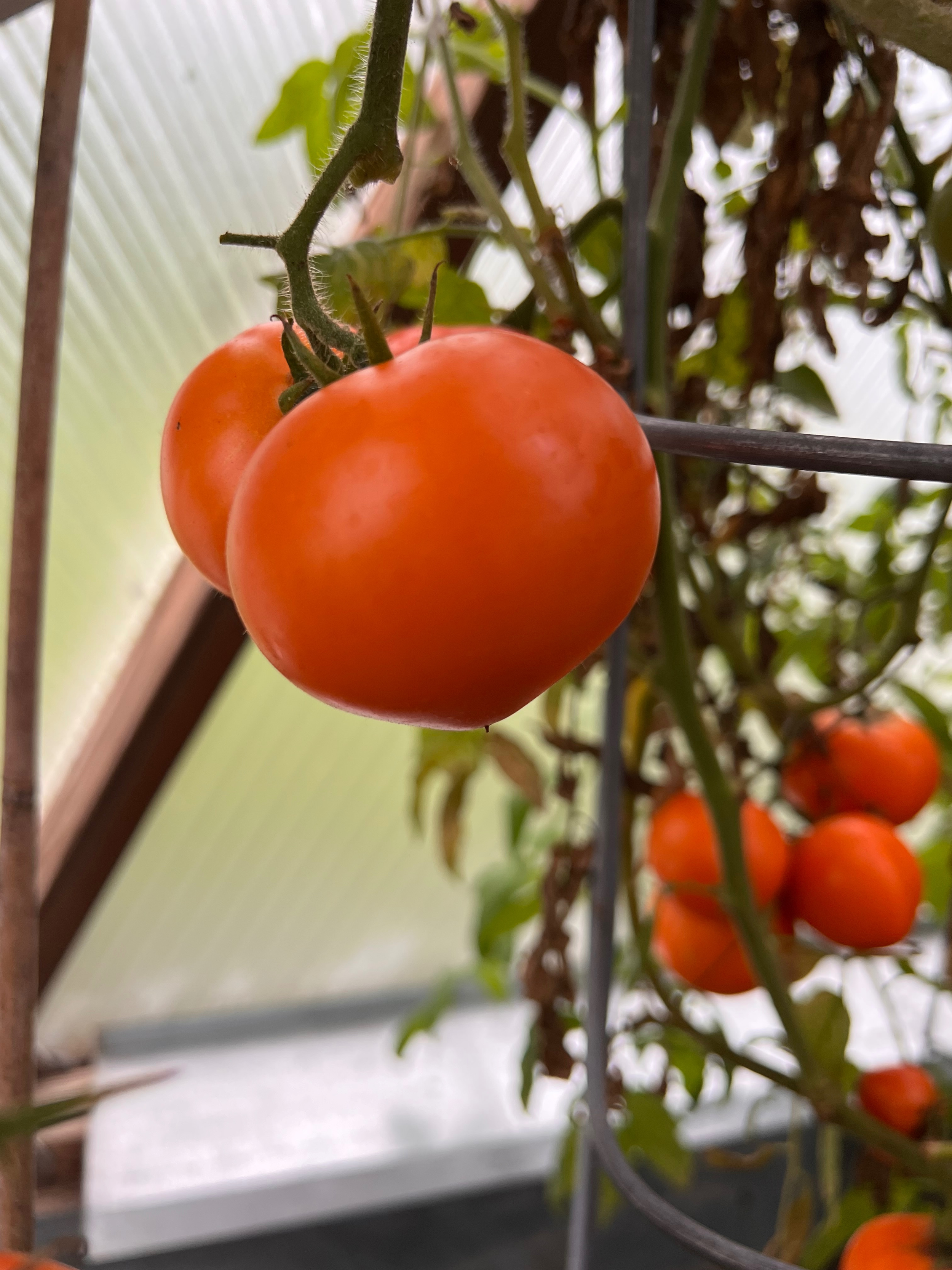 tomatoe.png