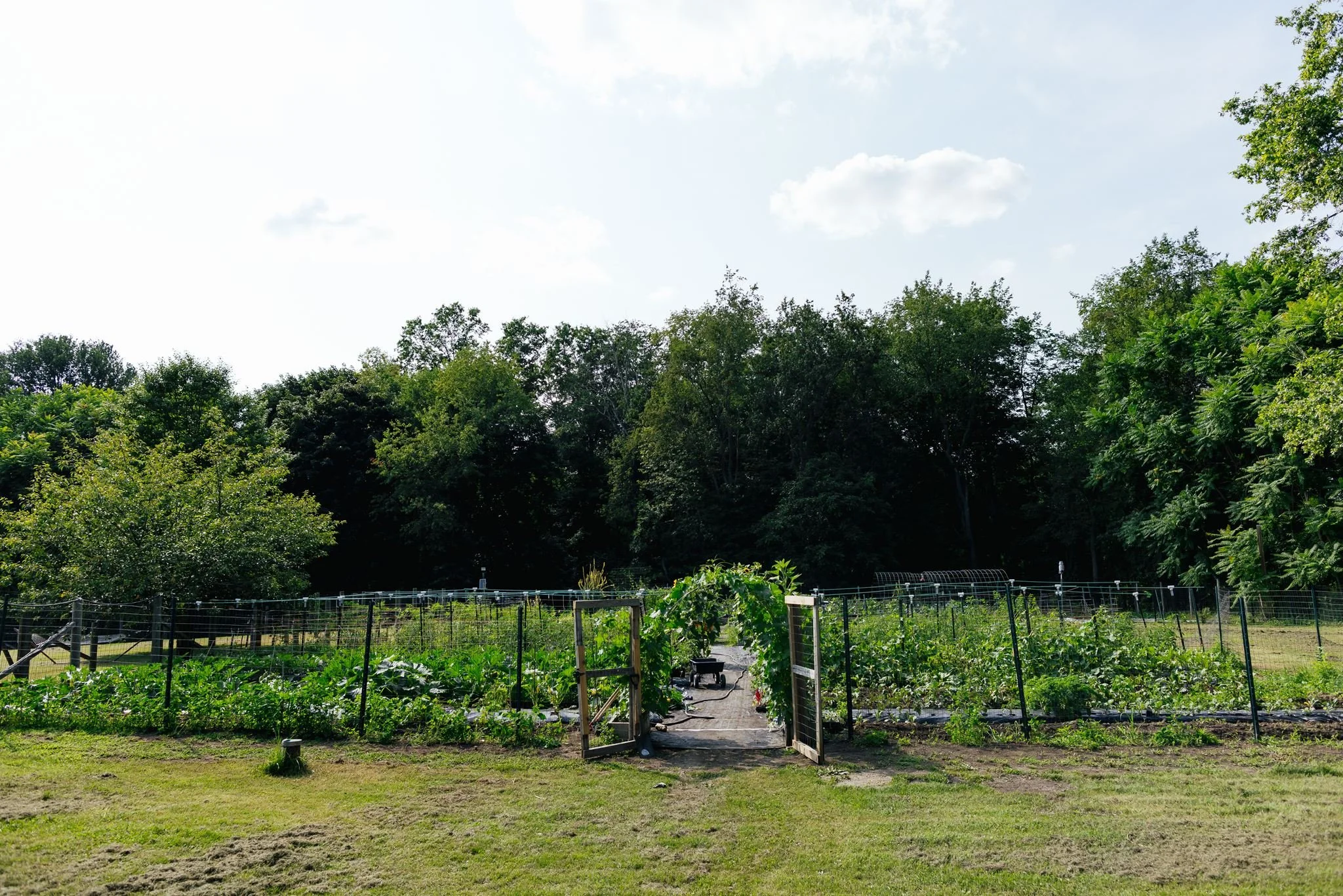 Vegetable fields and garden gate at Little Logan's Farm