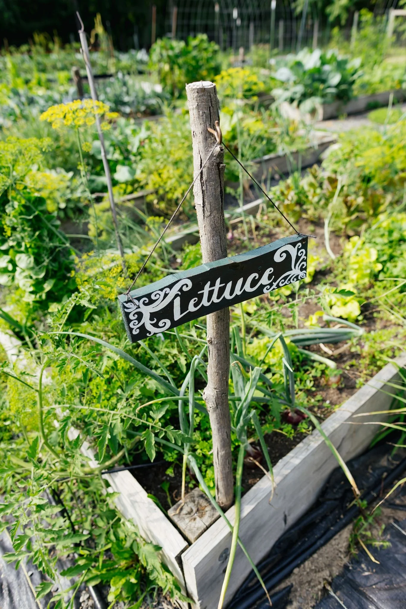 Little-Logans-Farm-Vegan-Dinner-Event-Tiny-House-Photo-13.jpg