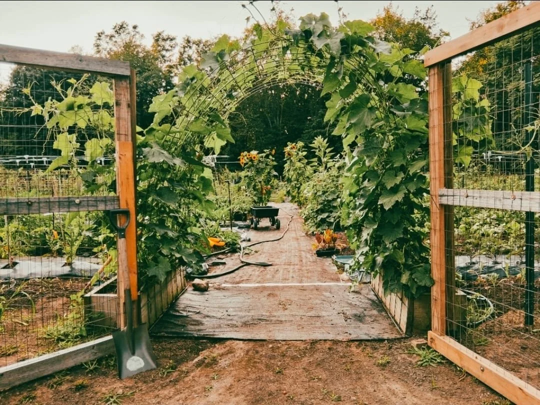 Food garden at Little Logan's Farm