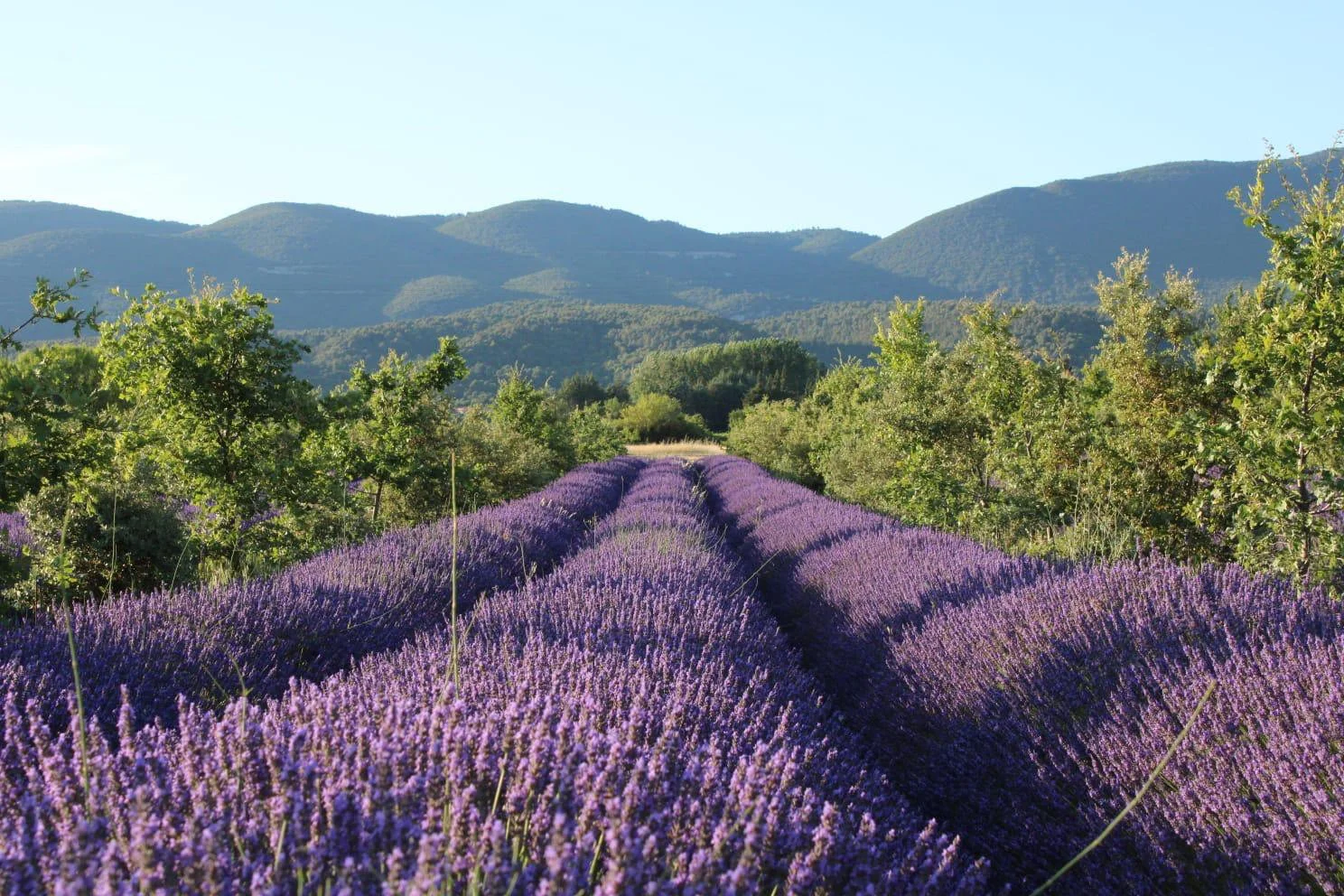 Lavender fields with purple flowers in the foreground, green trees on either side, and mountains in the background under a clear blue sky.
