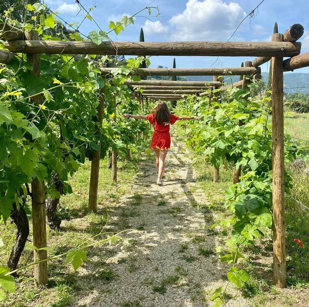 A woman in a red dress walks through a vineyard with green grapevines supported by wooden trellises on a sunny day.