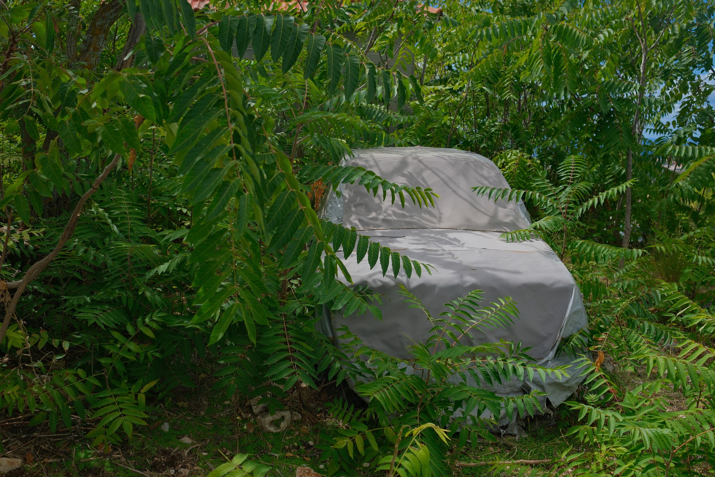 A covered vehicle, likely an SUV, is partially obscured by dense green foliage and trees in an overgrown area.