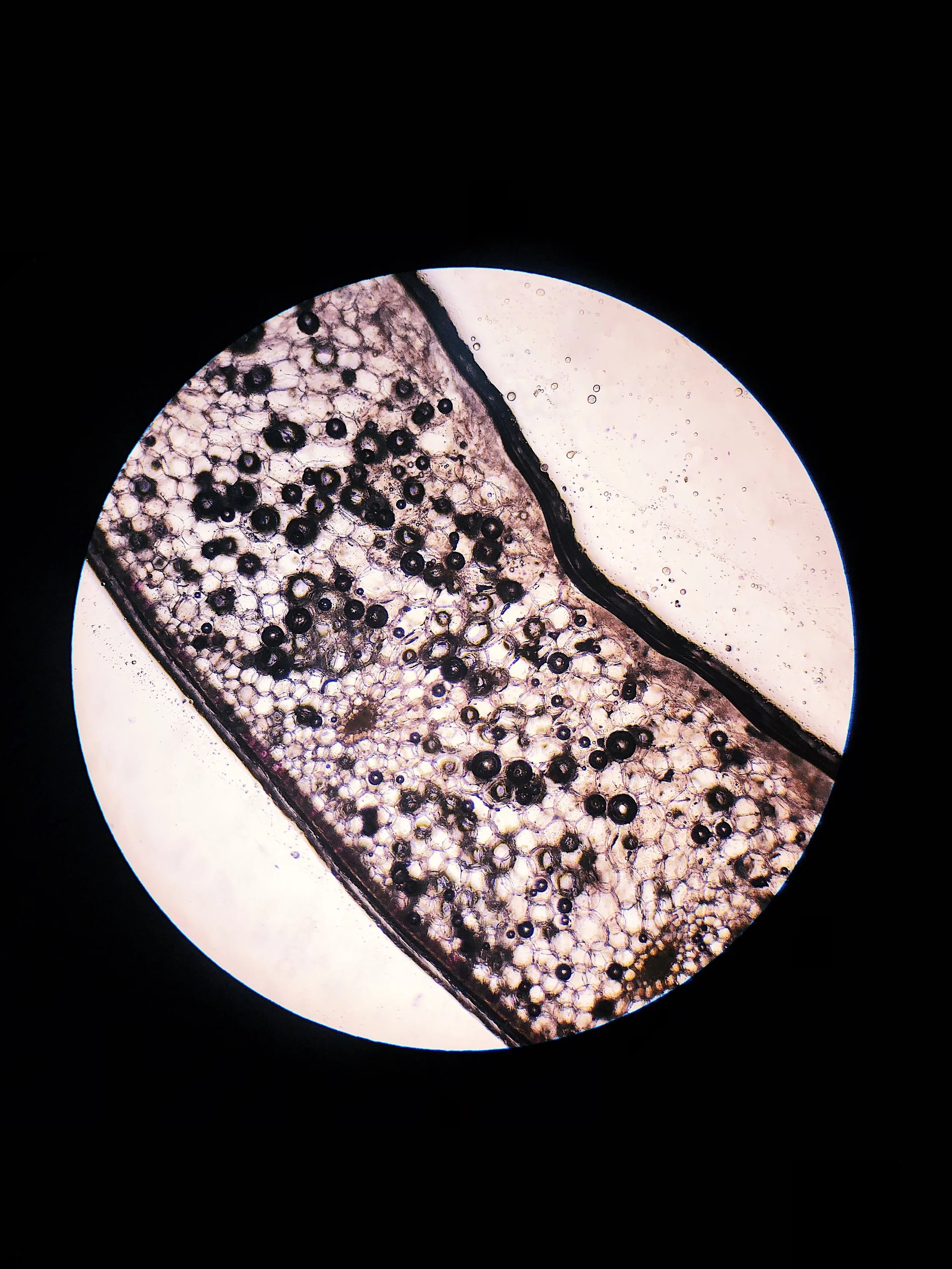 2. Microscopia - Photo Series
