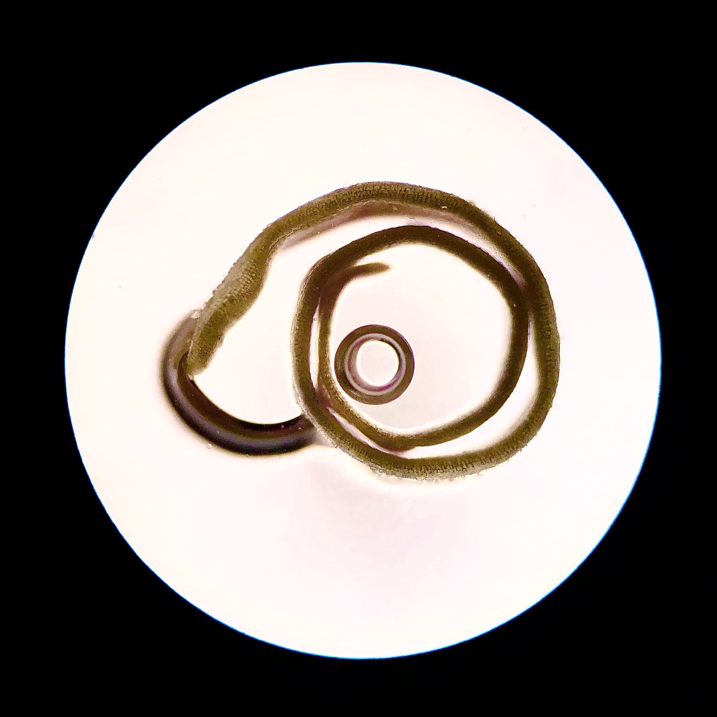 Half of a seed pod; 4x objective