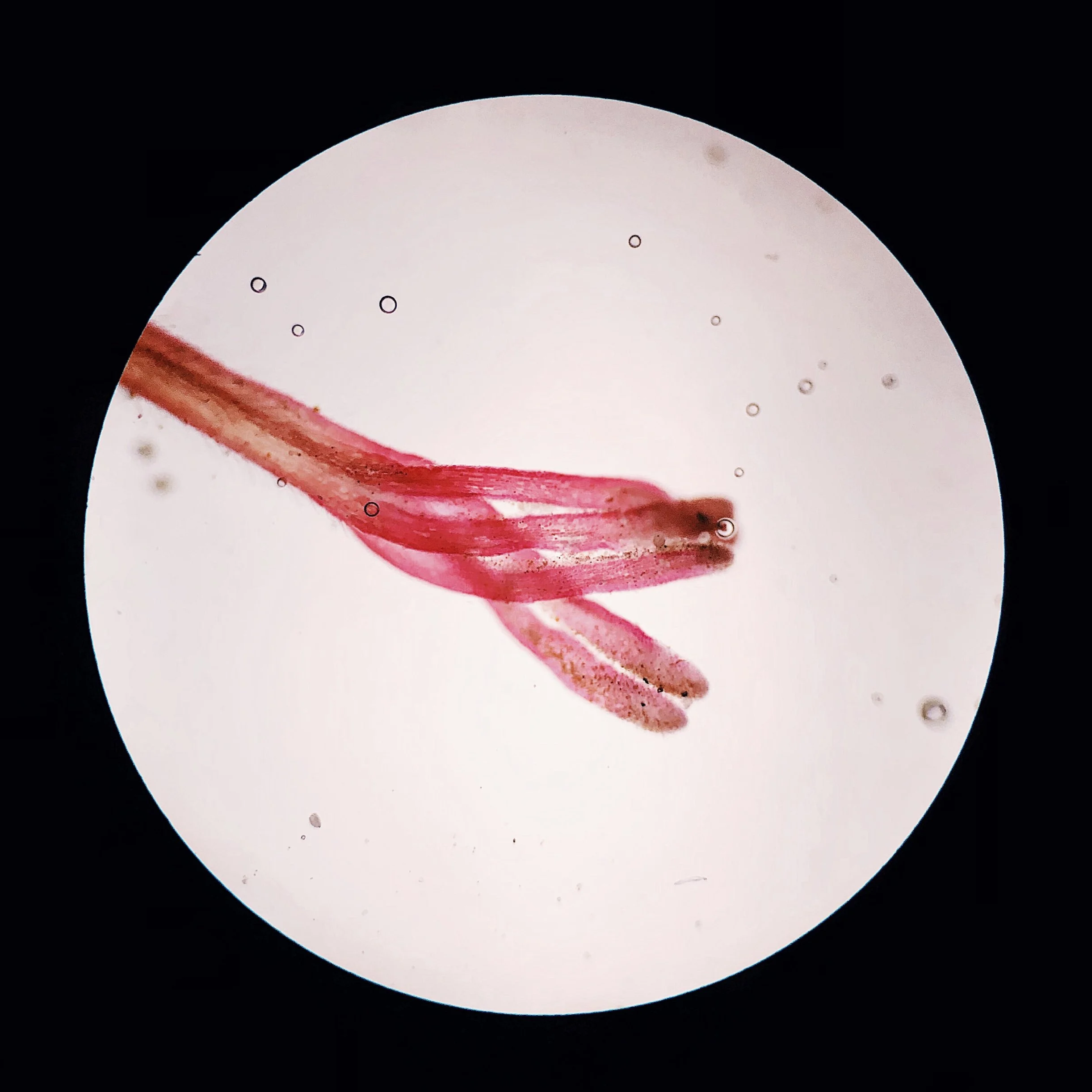 Maple leaf stem; 10x objective