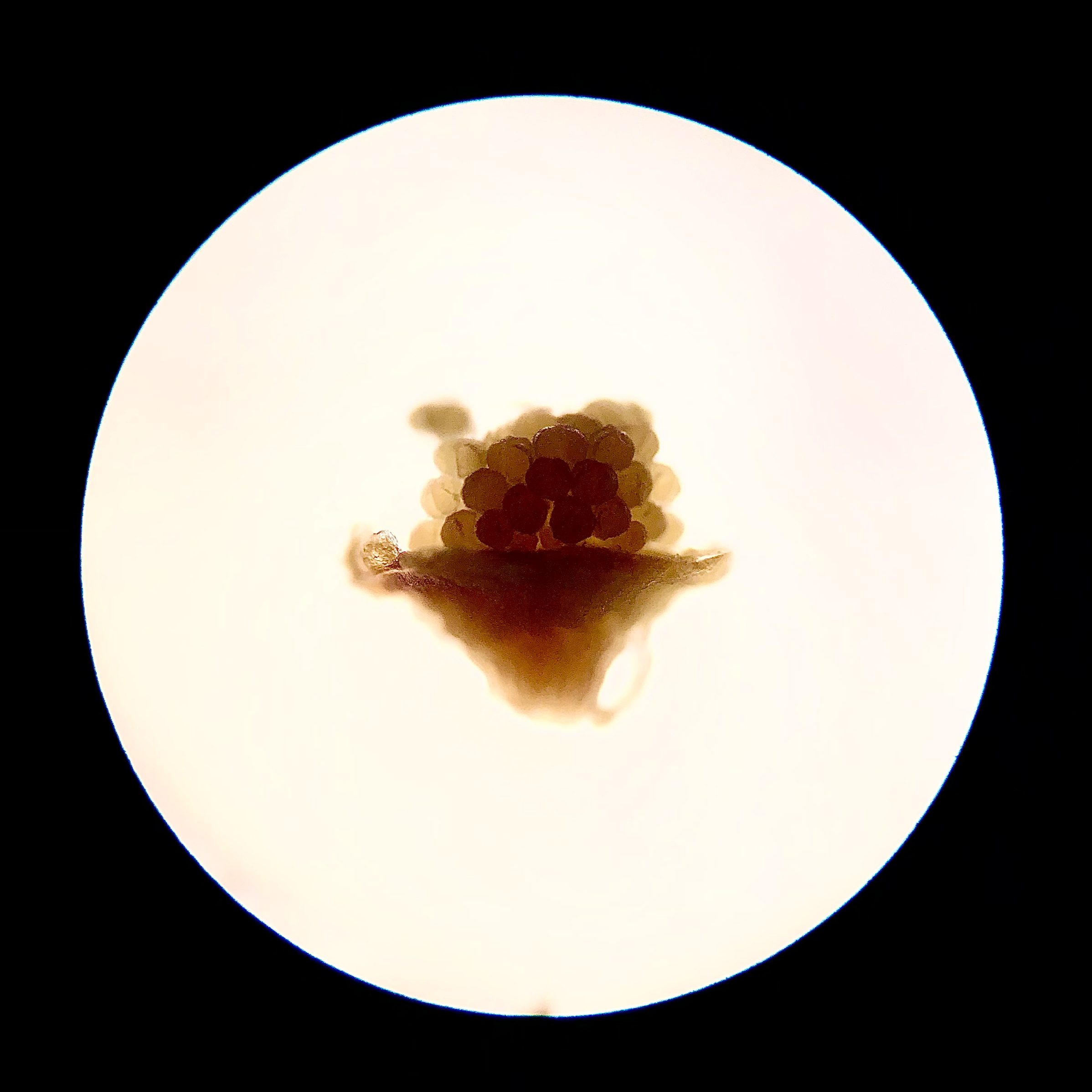 Eucalyptus seeds; 10x objective