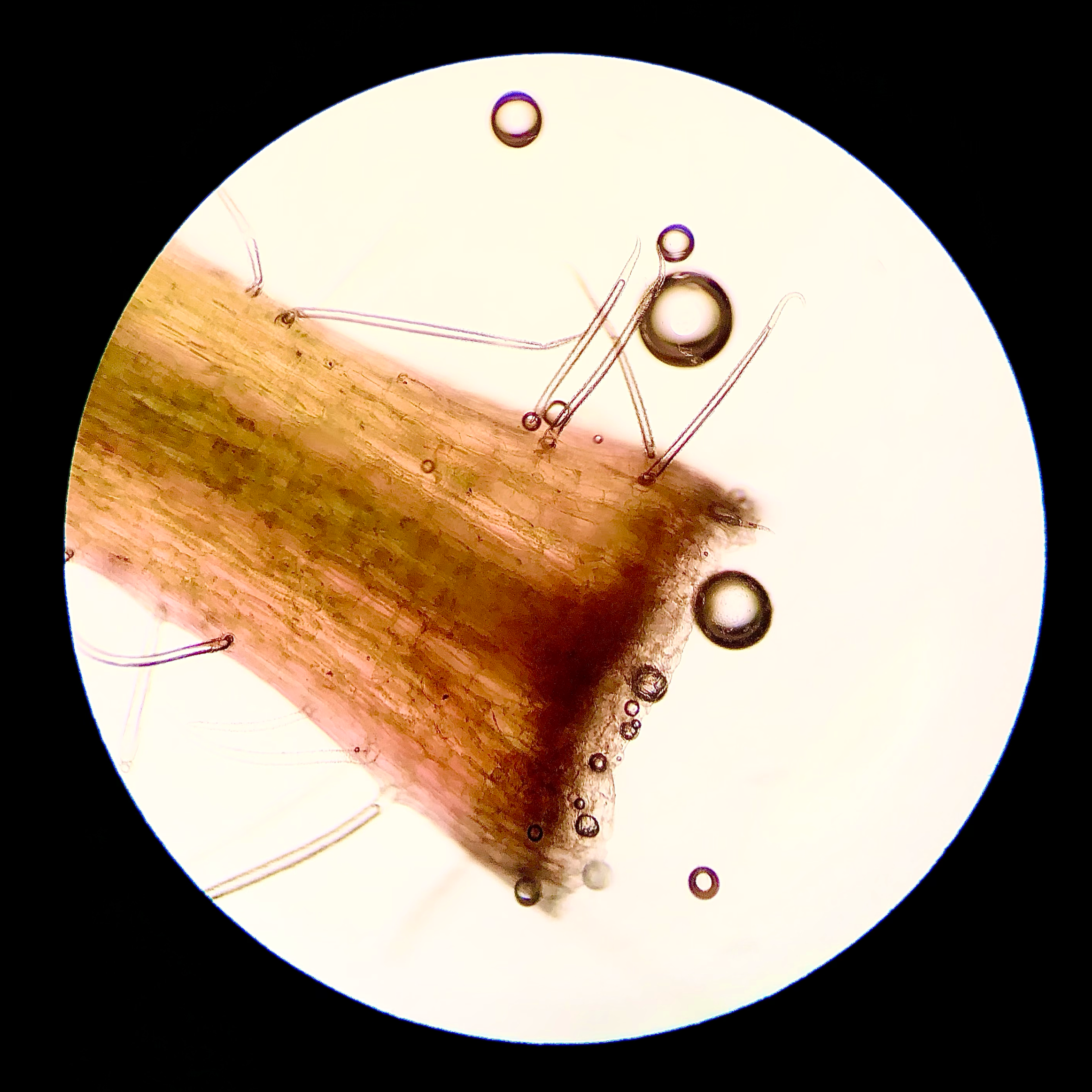 Plant stem; 10x objective