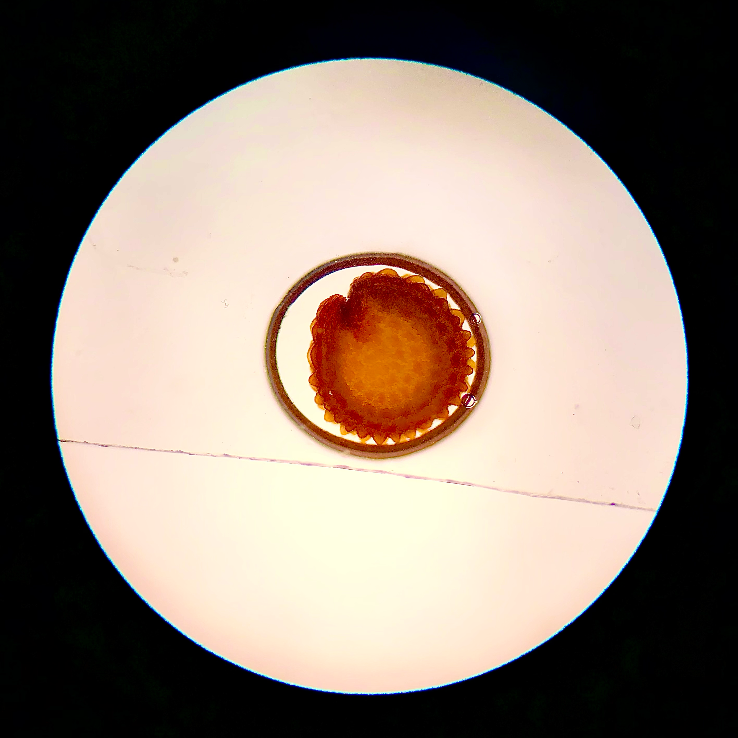 Halved flower seed; 4x objective