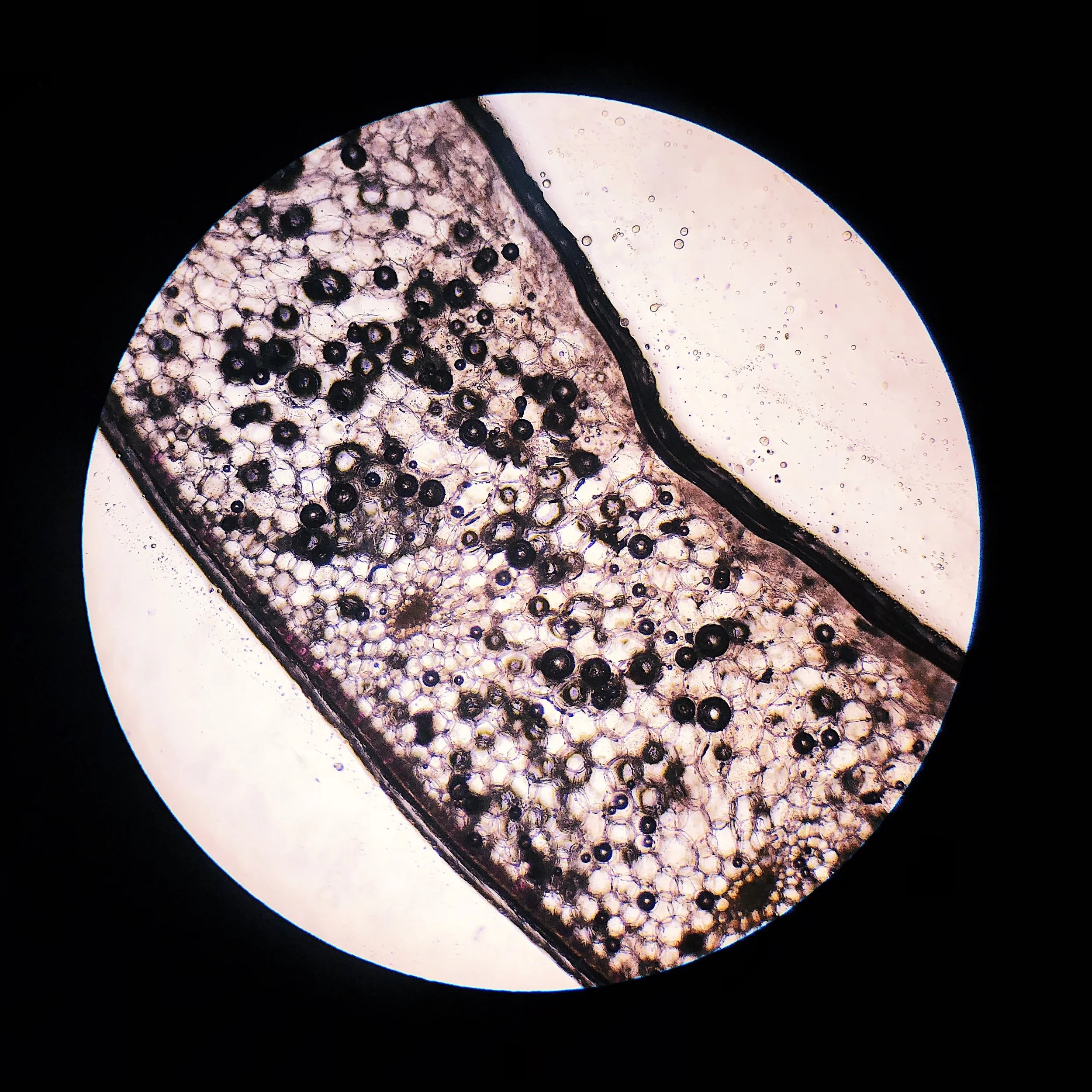 Sliced stem of Fuchsia; 10x objective