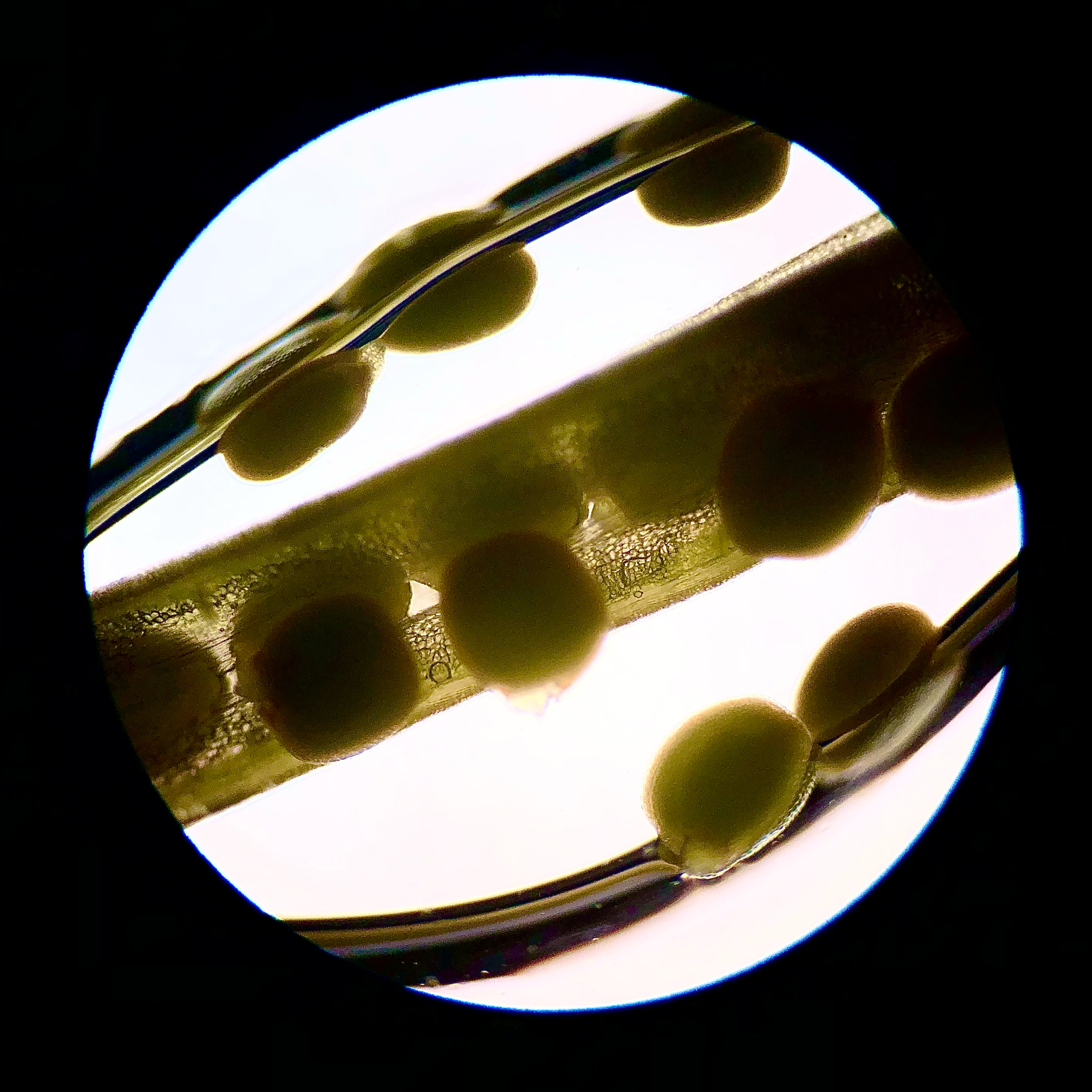 Mustard seed pod; 4x objective