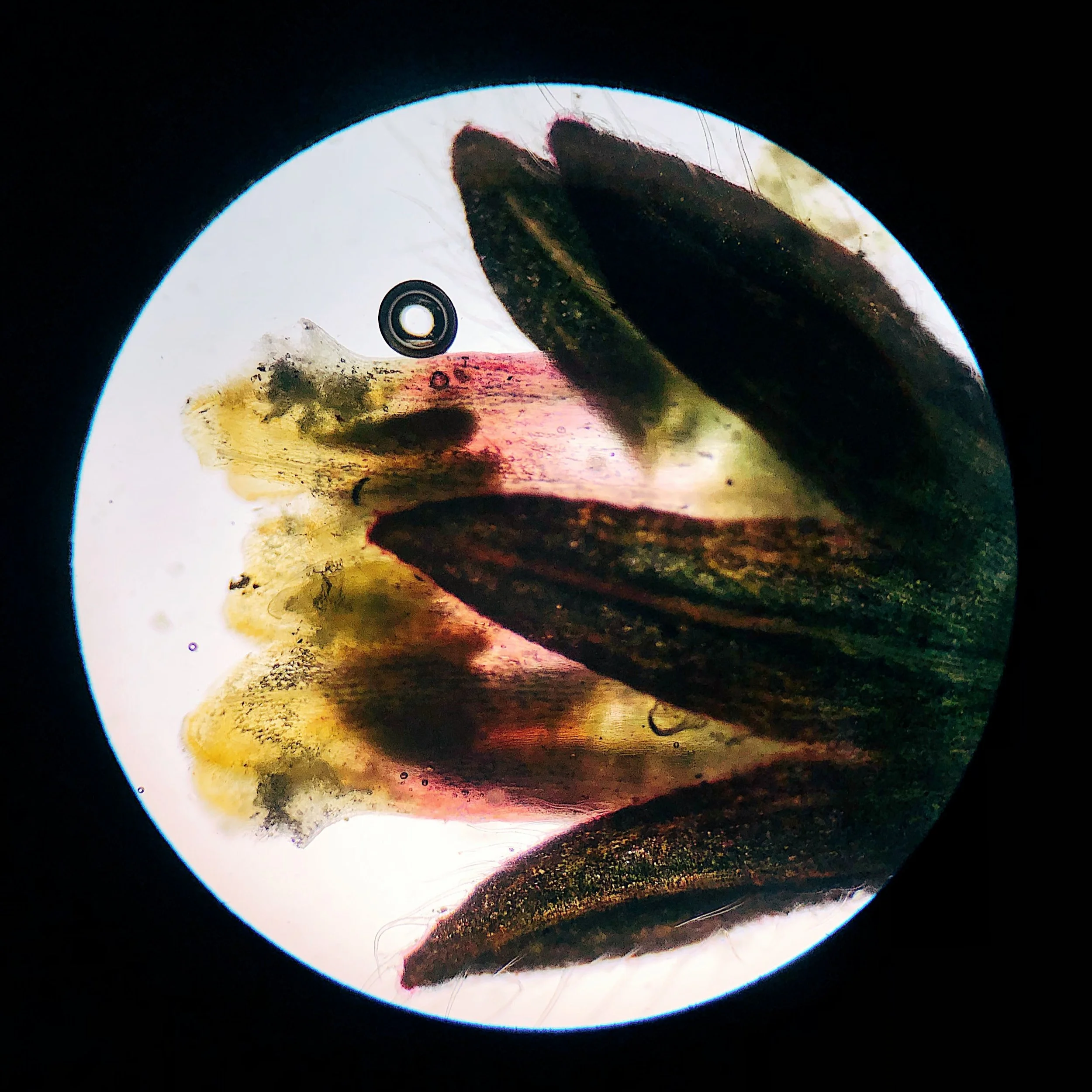 Nightshade; 4x objective