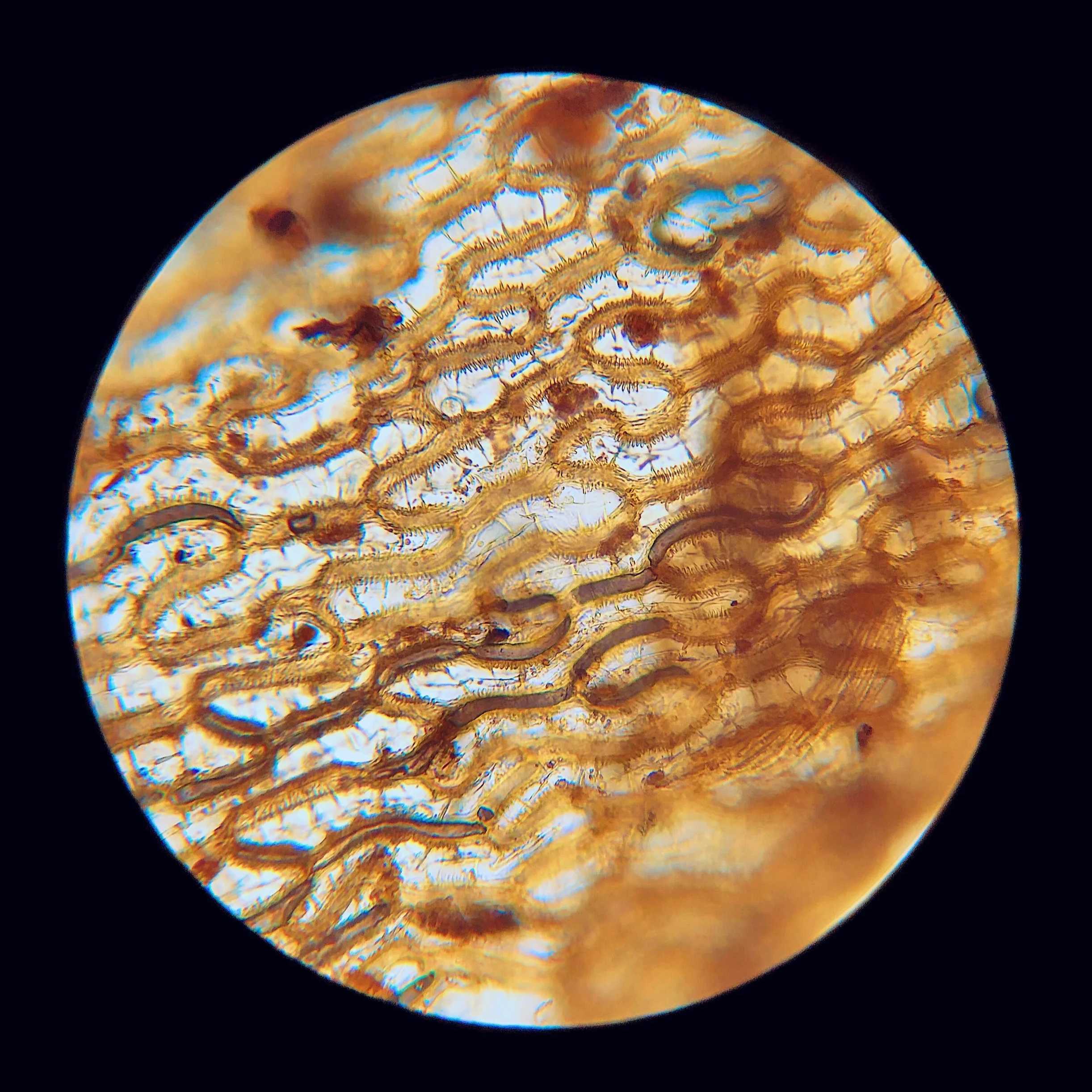 Plant leaf; 20x objective