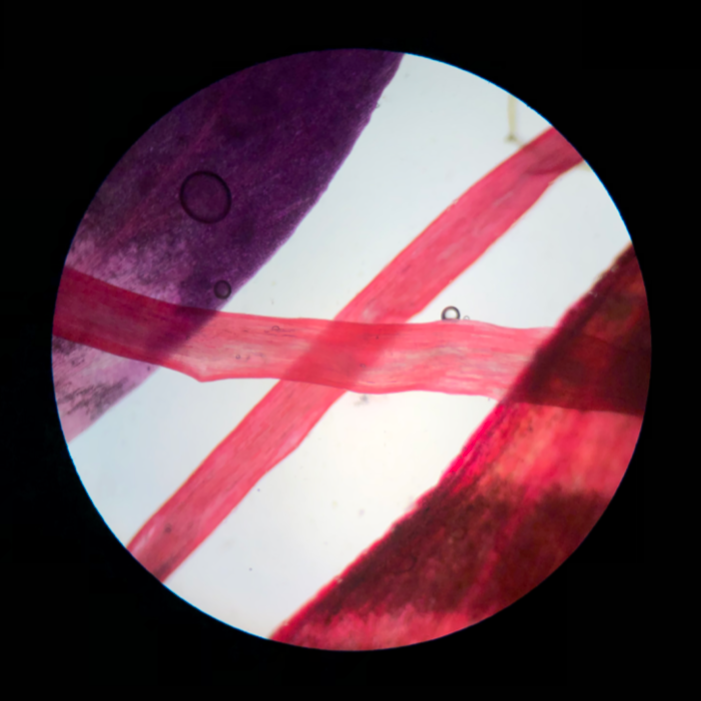 Bougainvillea petals; 10x objective  