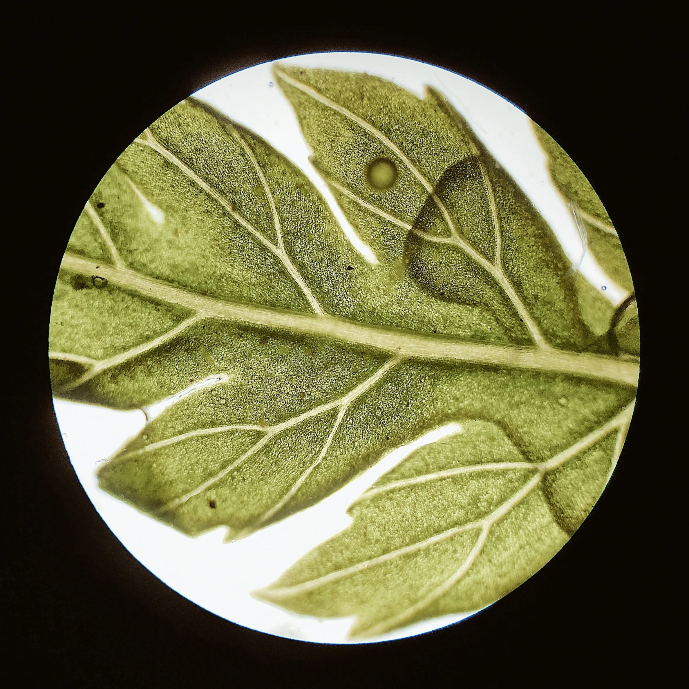 Leaf; 4x objective