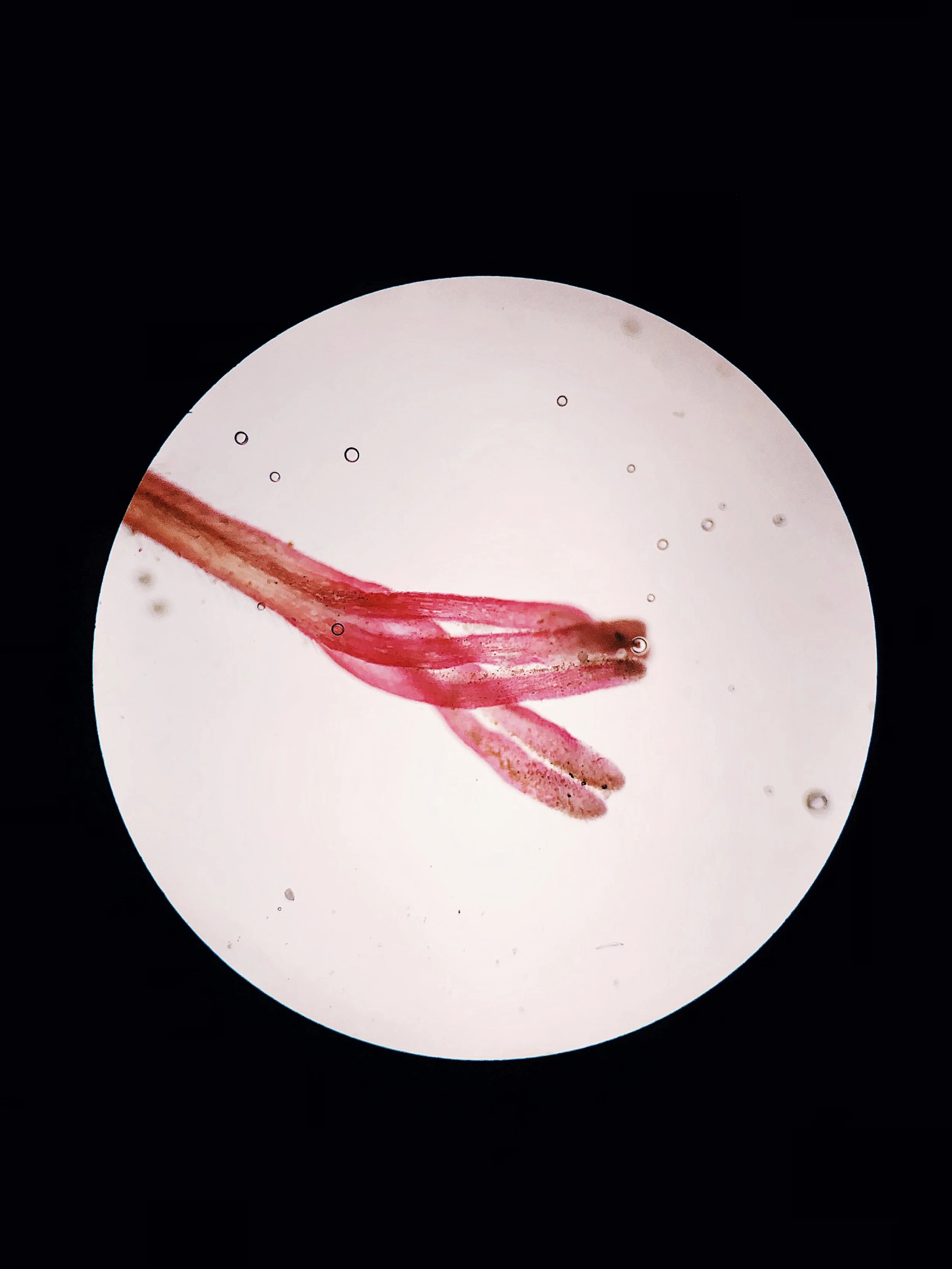 My home under the microscope (40x objective)