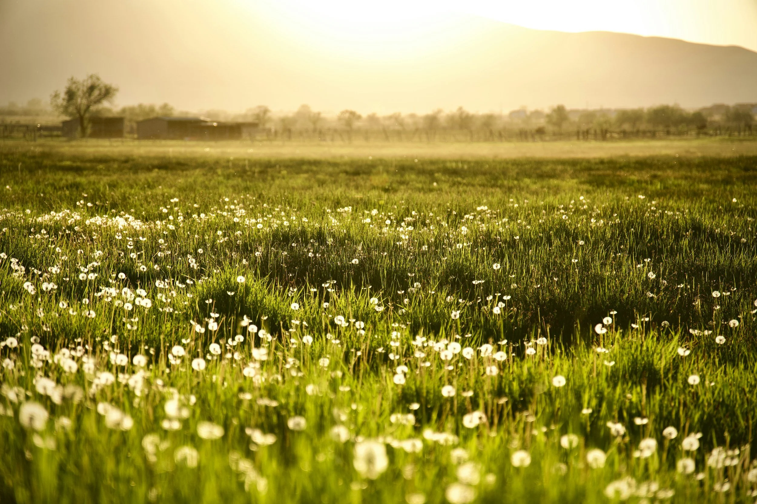 A lush green field filled with small white flowers under a golden sunset sky, with distant trees and hills in the background.