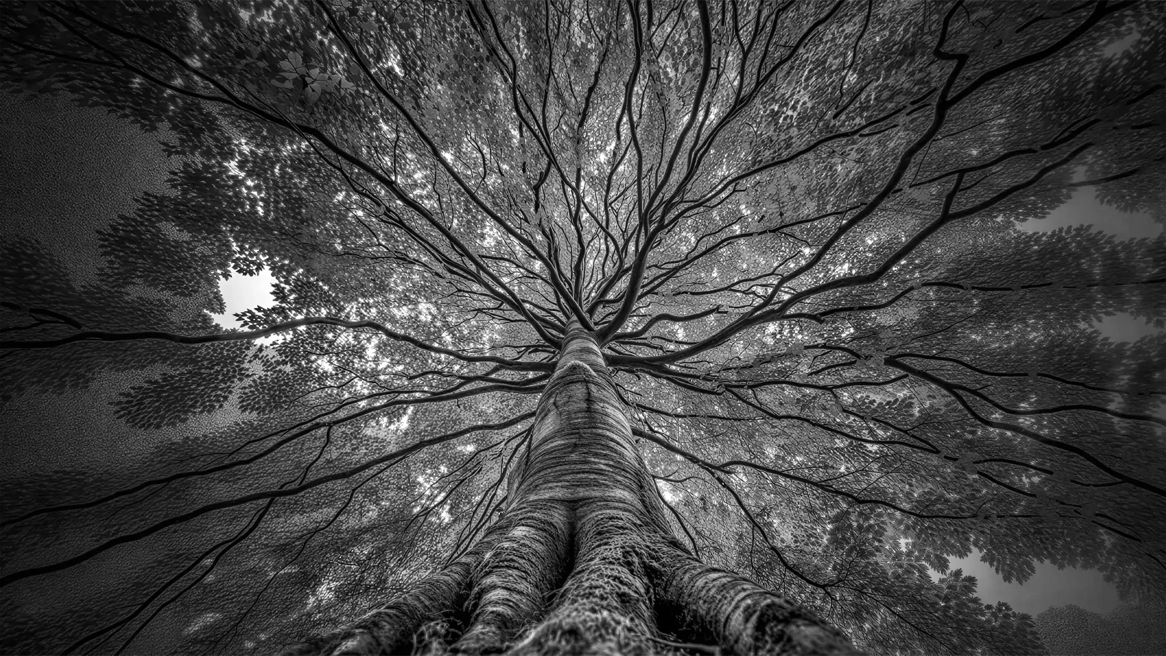 Arbre majestueux vu de dessous, représentant la cohésion, la croissance collective et l’enracinement des engagements RSE – Fulgurance.