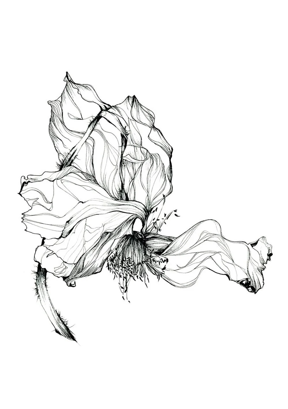 Pavot 4 - 42 x 59,4 cm