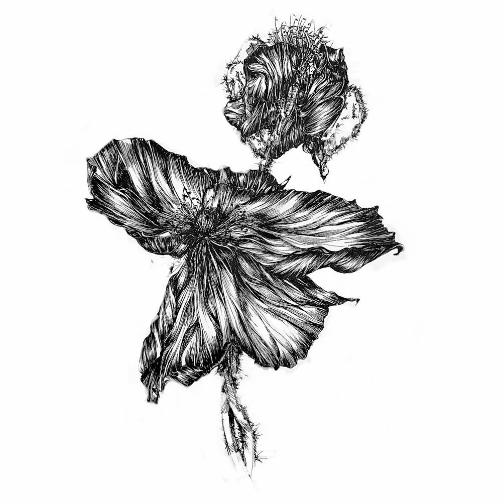 Pavot 5 - 42 x 59,4 cm