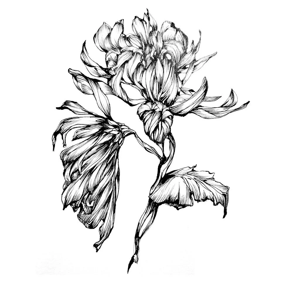 dessin_chrysantheme_7032.jpg