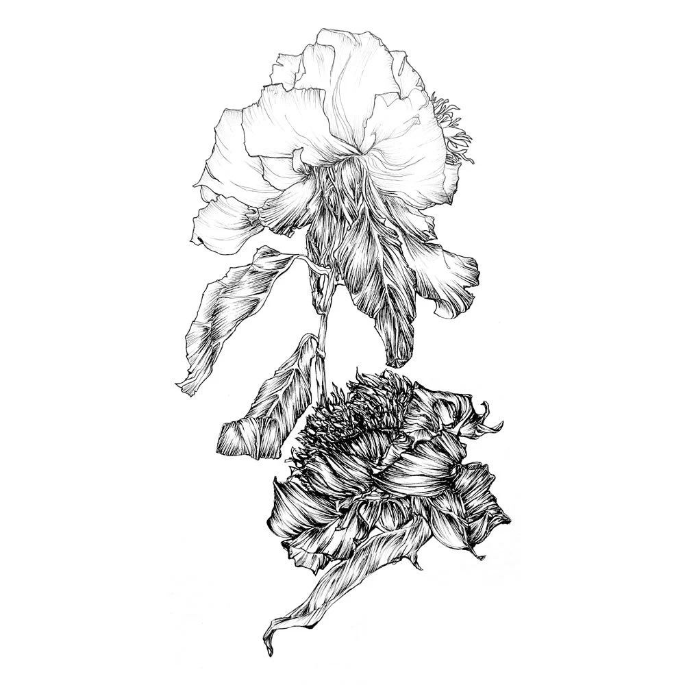 dessin_pivoine_7167.jpg