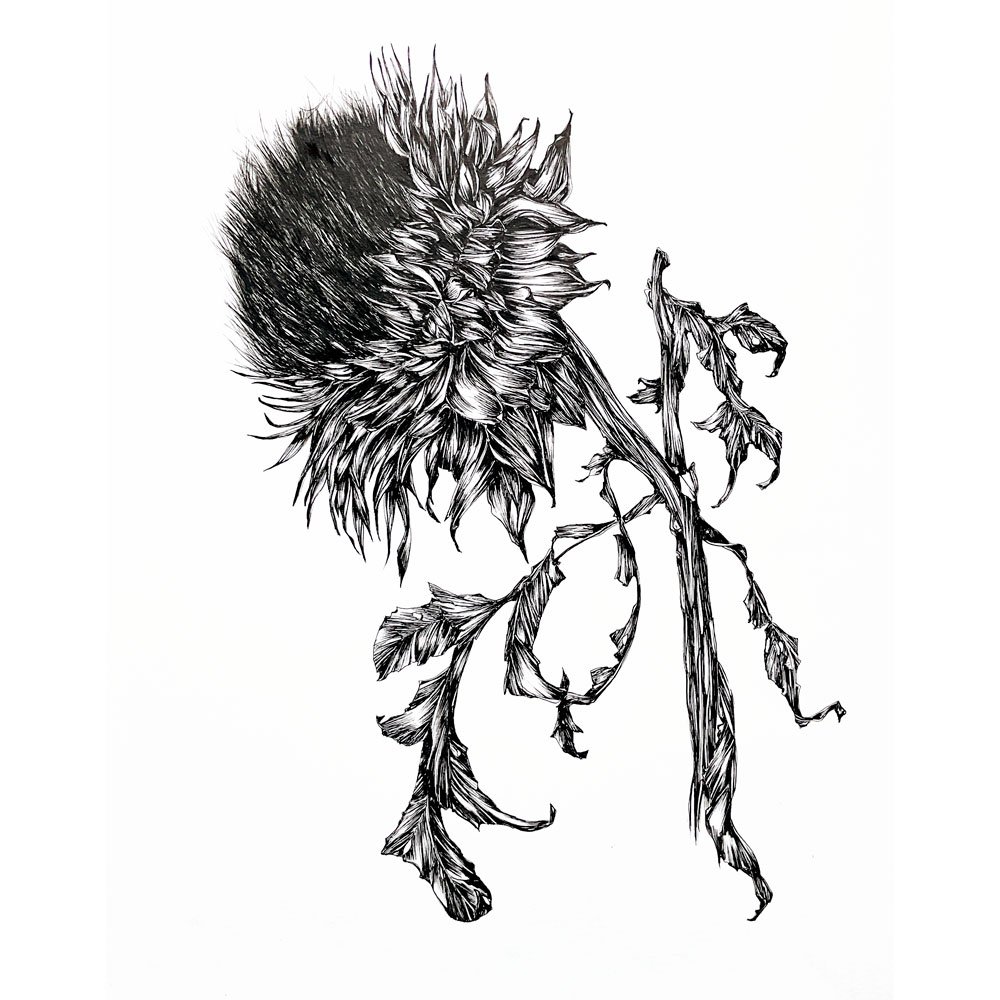 Artichaut 2 - 42 x 59,4 cm