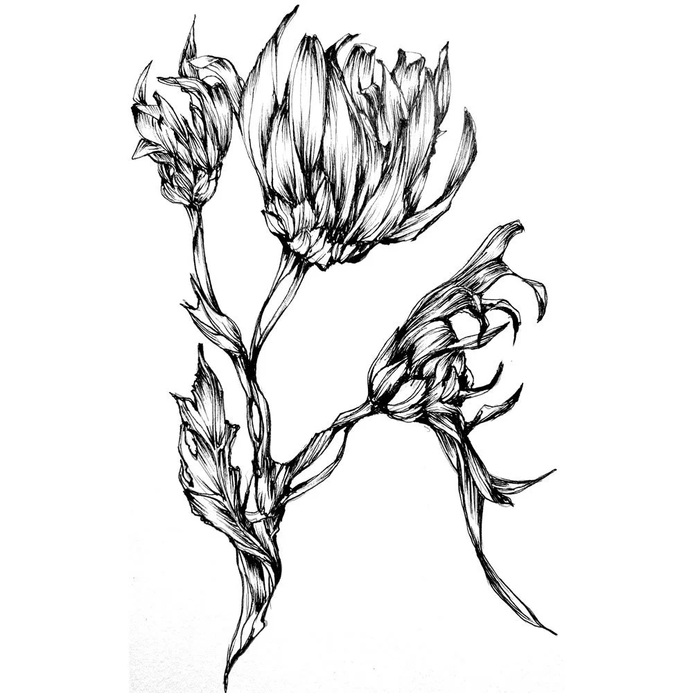 dessin_chrysantheme_7033.jpg